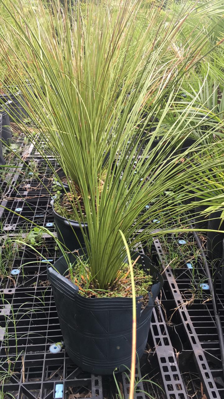 ✅DASILÍRIO -  árvore de grama mexicana - dasilírio sem espinho / DASYLIRION LONGISSIMUM - Mudas com 0,75m a 1,30m