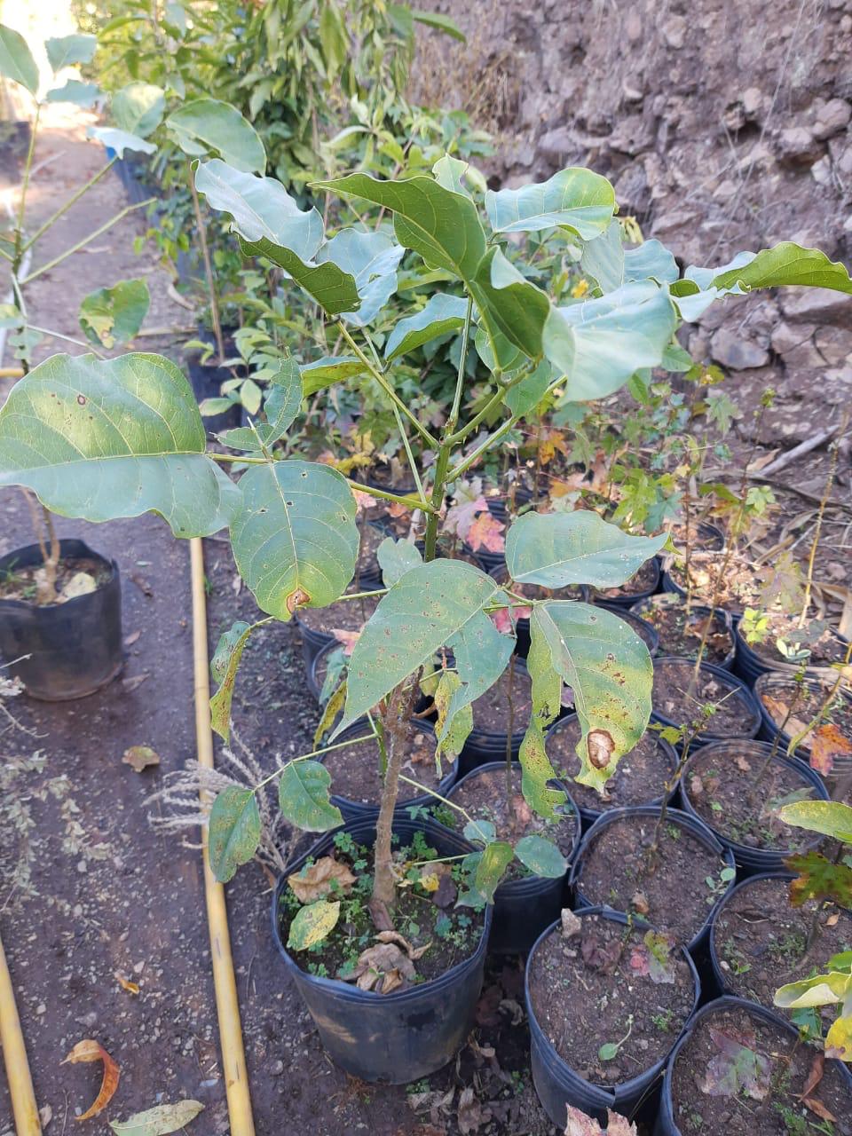 ✅CORTICEIRA-DA-SERRA - Sanandu, Bico-de-papagaio, Sananduva, Mulungu, Flor-de-coral e Suinã / Erythrina falcata - Mudas com 1,20m