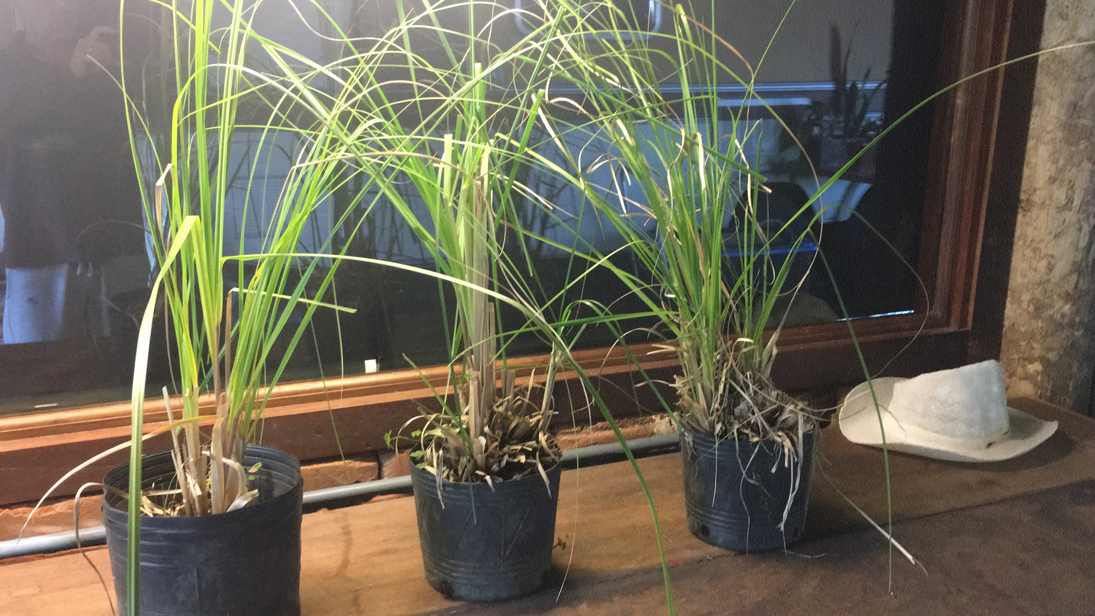 ✅CAPIM DOS PAMPAS - cortadeira - erva-das-pampas - penacho - pluma - cana-dos-pampas - plumeira - pluma-de-capim / Cortaderia Selloana