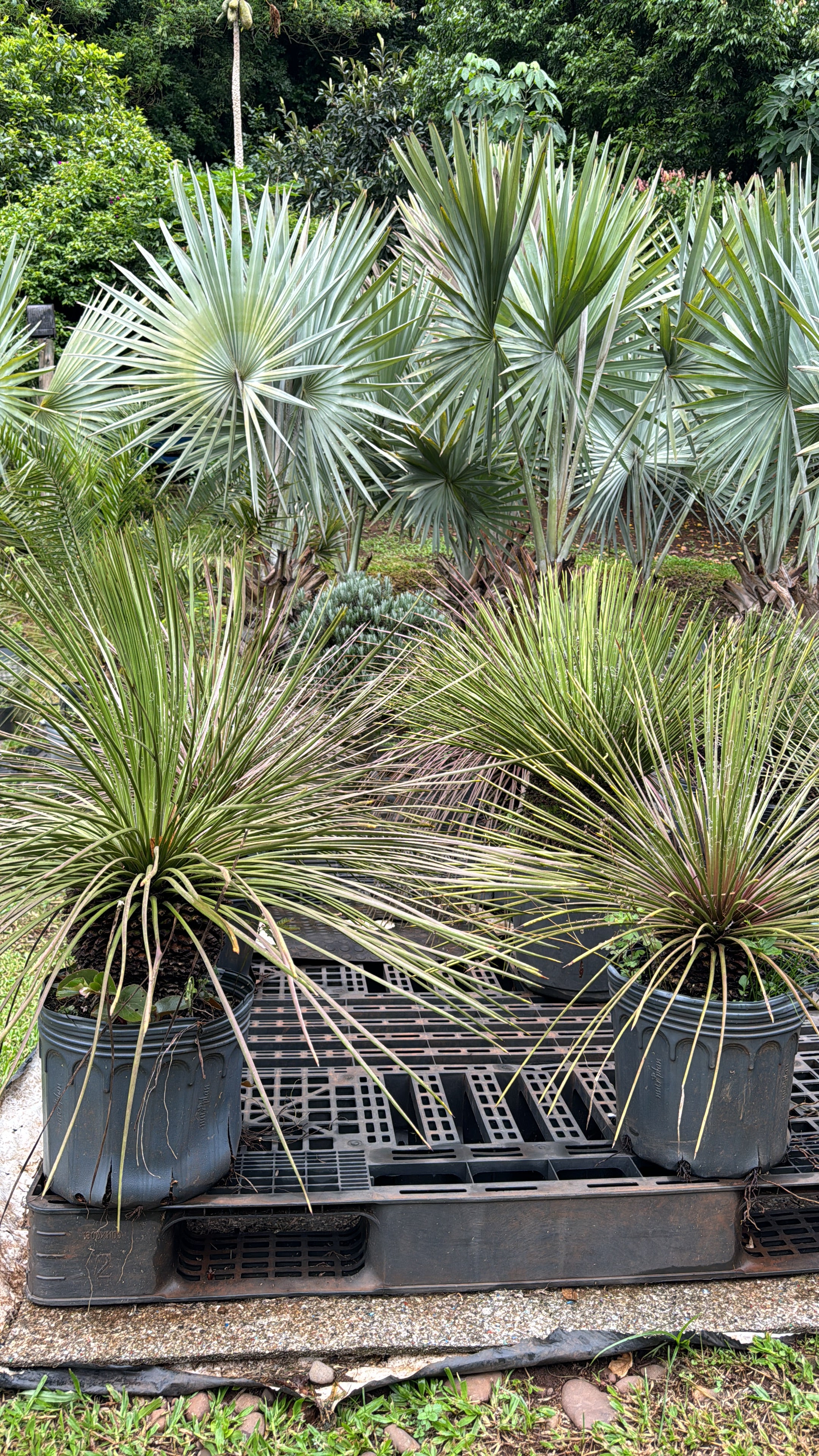 ✅AGAVE PALITO - Agave de flor dupla / Agave Geminiflora