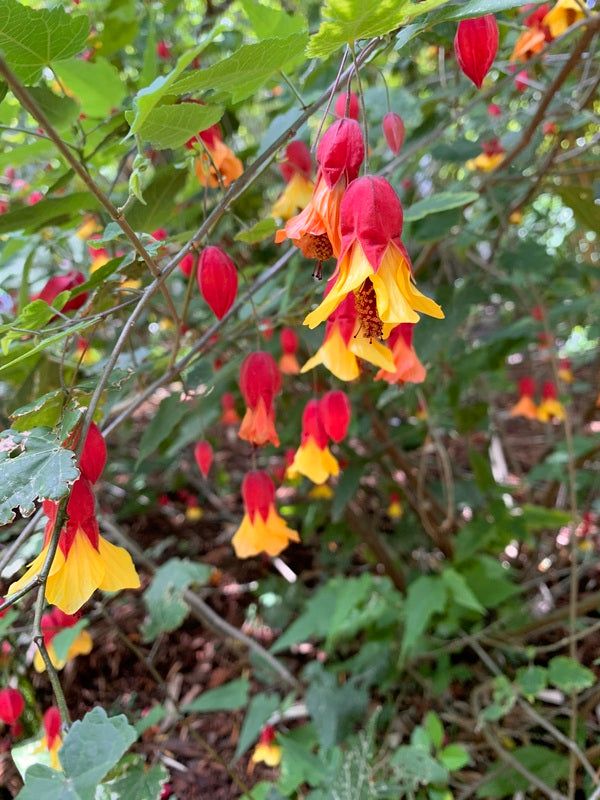 ✅Lanterna Japonesa/Chinesa Vermelha - Sininho - Campainha - Abutilon striatum