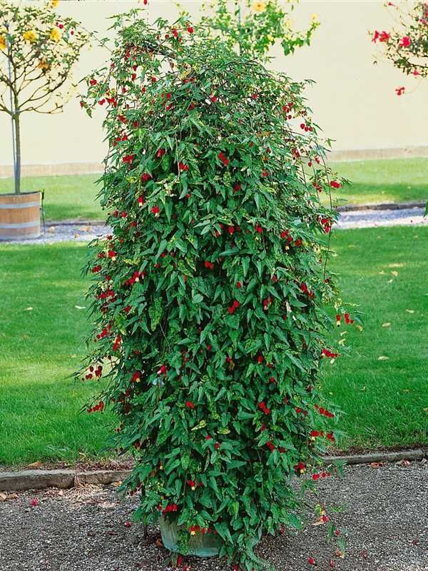 ✅Lanterna Japonesa/Chinesa Vermelha - Sininho - Campainha - Abutilon striatum