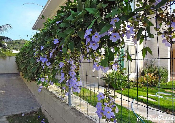 ✅TUMBÉRGIA AZUL - Tumbérgia Trepadeira - Azulzinha e Trombeteira-azul / (Thunbergia grandiflora) - Mudas com 60cm