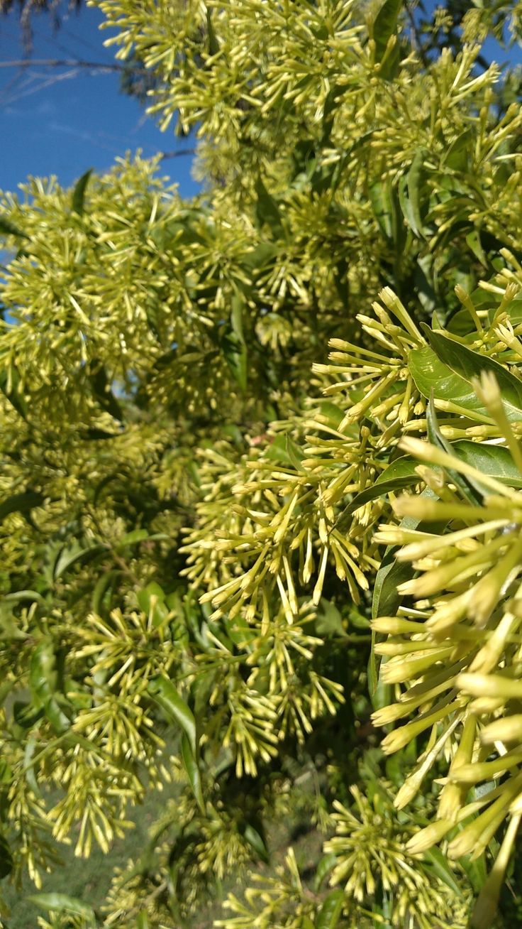 ✅DAMA-DA-NOITE - coerana - coirana - flor-da-noite - jasmim-da-noite - jasmim-verde - rainha-da-noite / (Cestrum nocturnum) - 60cm a 70cm