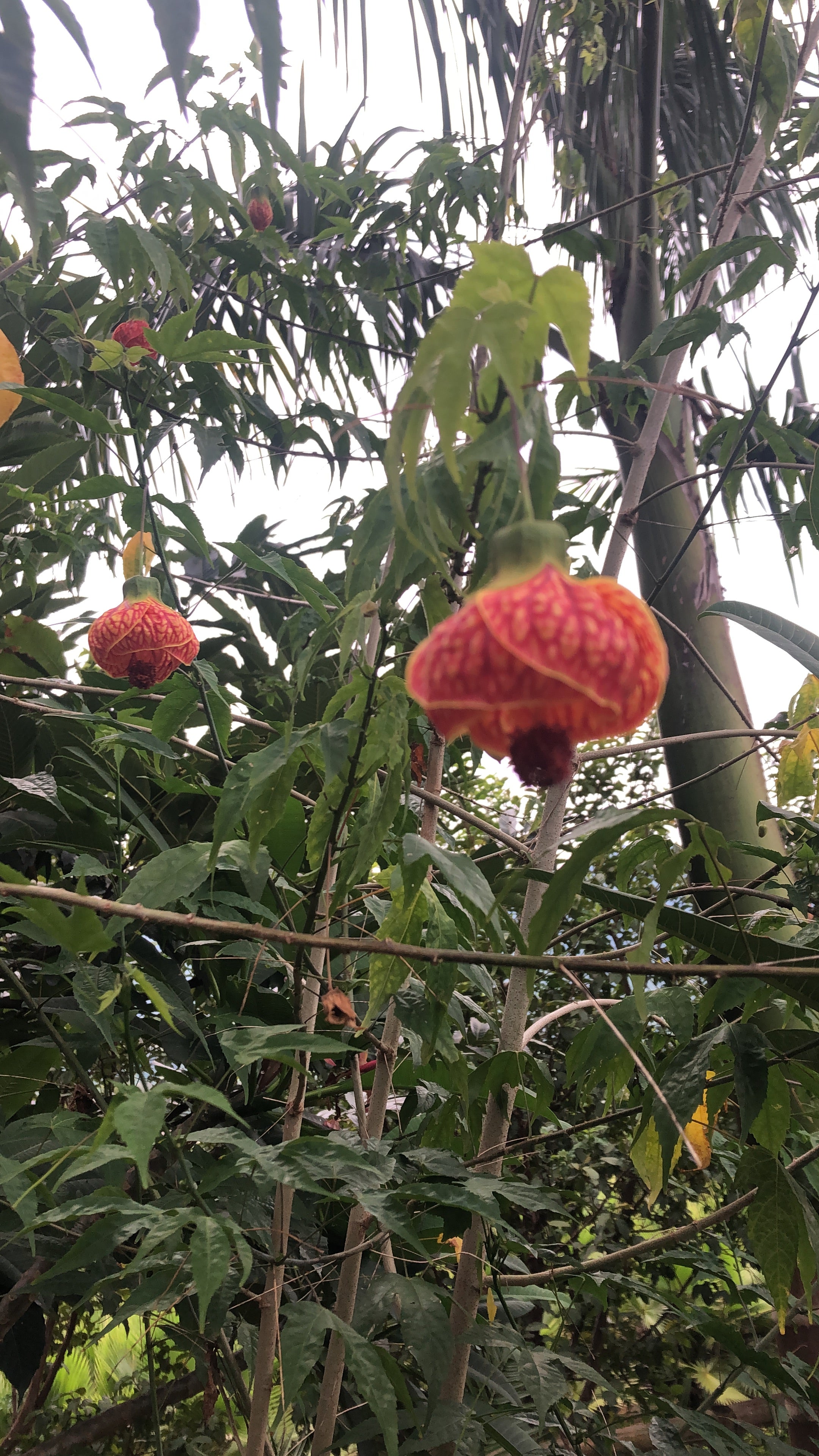 ✅Lanterna Japonesa/Chinesa Laranja - Sininho - Campainha - Abutilon pictum