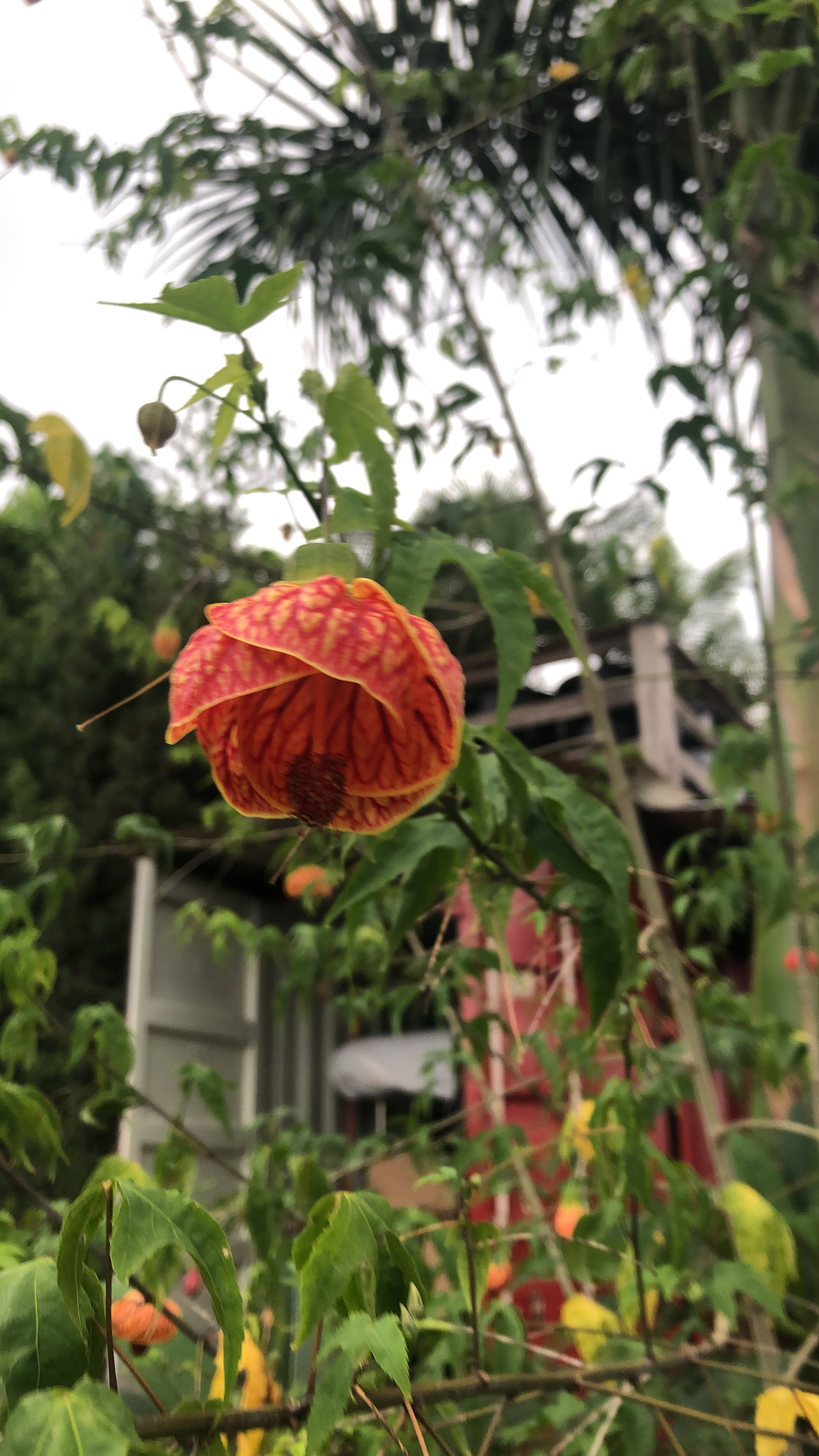 ✅Lanterna Japonesa/Chinesa Laranja - Sininho - Campainha - Abutilon pictum