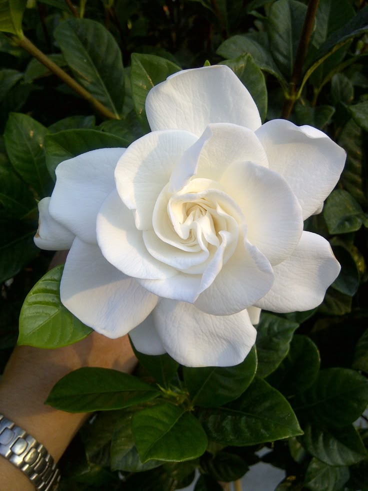✅JASMIN GARDÊNIA - Gardência -  Jasmin-do-Cabo / (Gardenia jasminoides)  - Mudas de 70cm