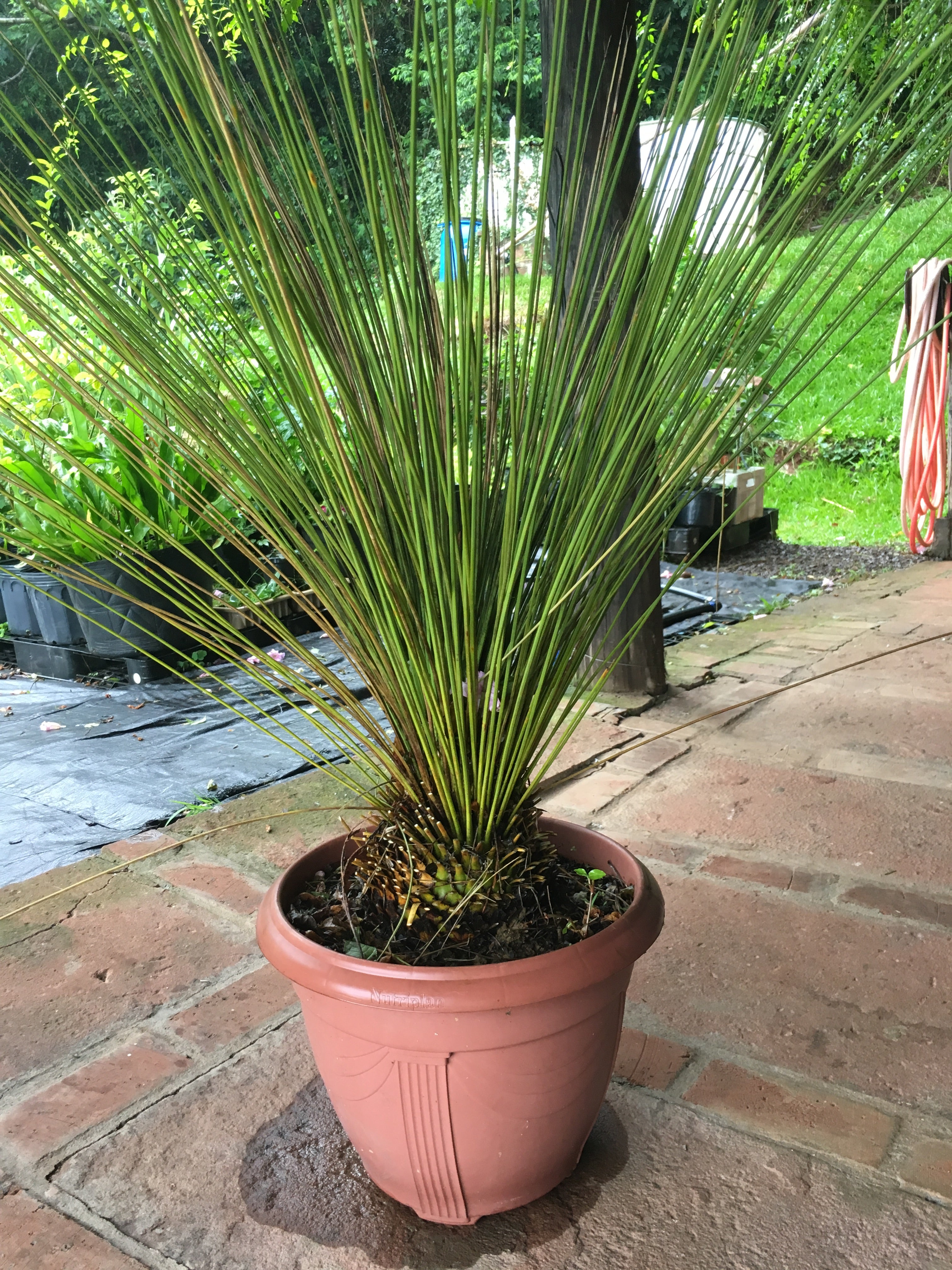 ✅DASILÍRIO -  árvore de grama mexicana - dasilírio sem espinho / DASYLIRION LONGISSIMUM - Mudas com 0,75m a 1,30m