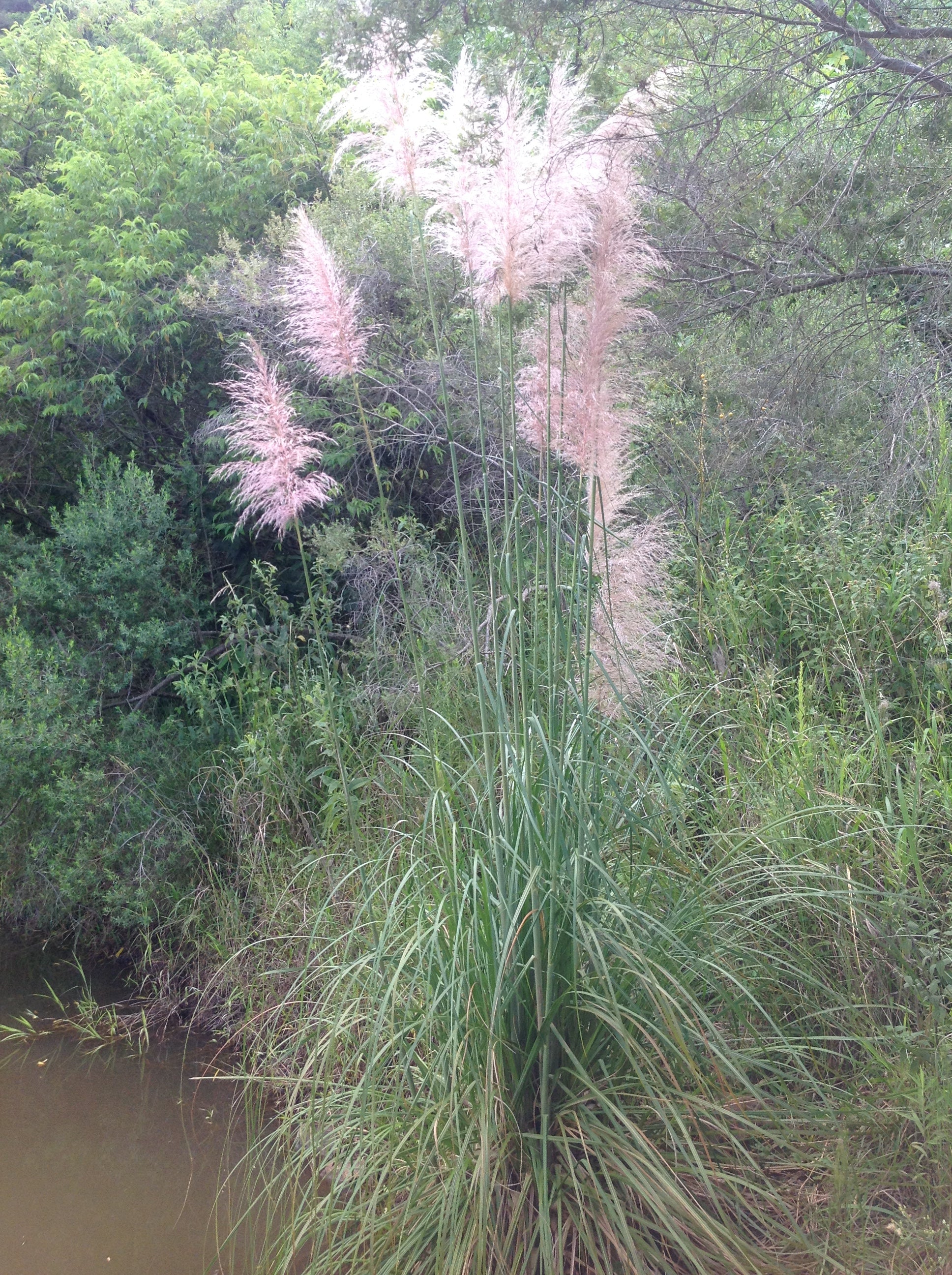 CAPIM DOS PAMPA - Cortadeira Selloana - Mudas entre 70cm á 80cm e 120cm á 150cm