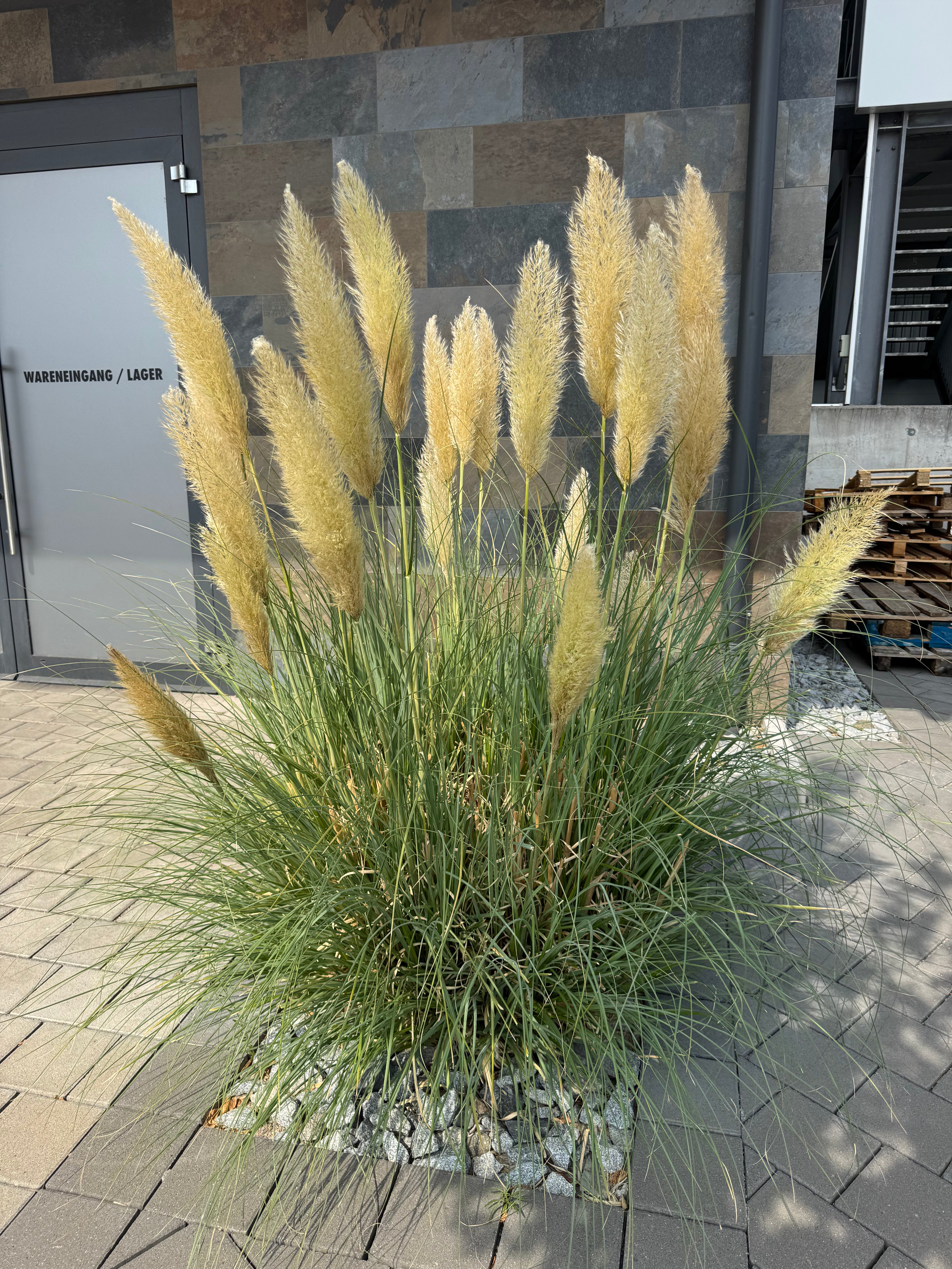 ✅CAPIM DOS PAMPAS - cortadeira - erva-das-pampas - penacho - pluma - cana-dos-pampas - plumeira - pluma-de-capim / Cortaderia Selloana