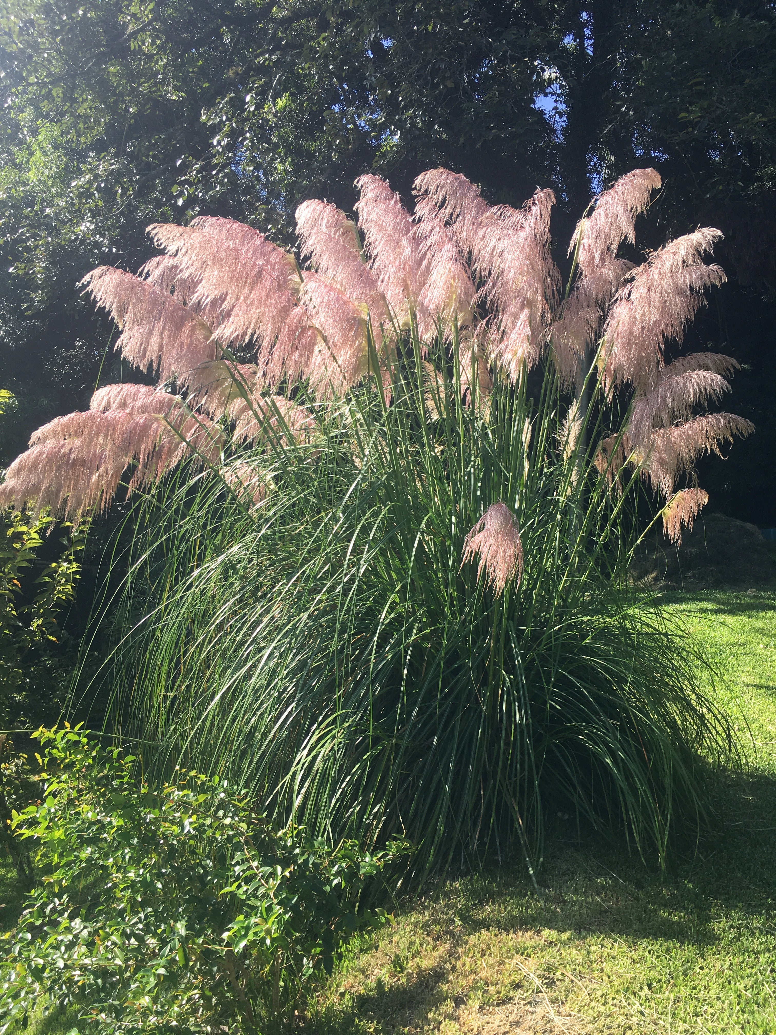 ✅CAPIM DOS PAMPAS - cortadeira - erva-das-pampas - penacho - pluma - cana-dos-pampas - plumeira - pluma-de-capim / Cortaderia Selloana