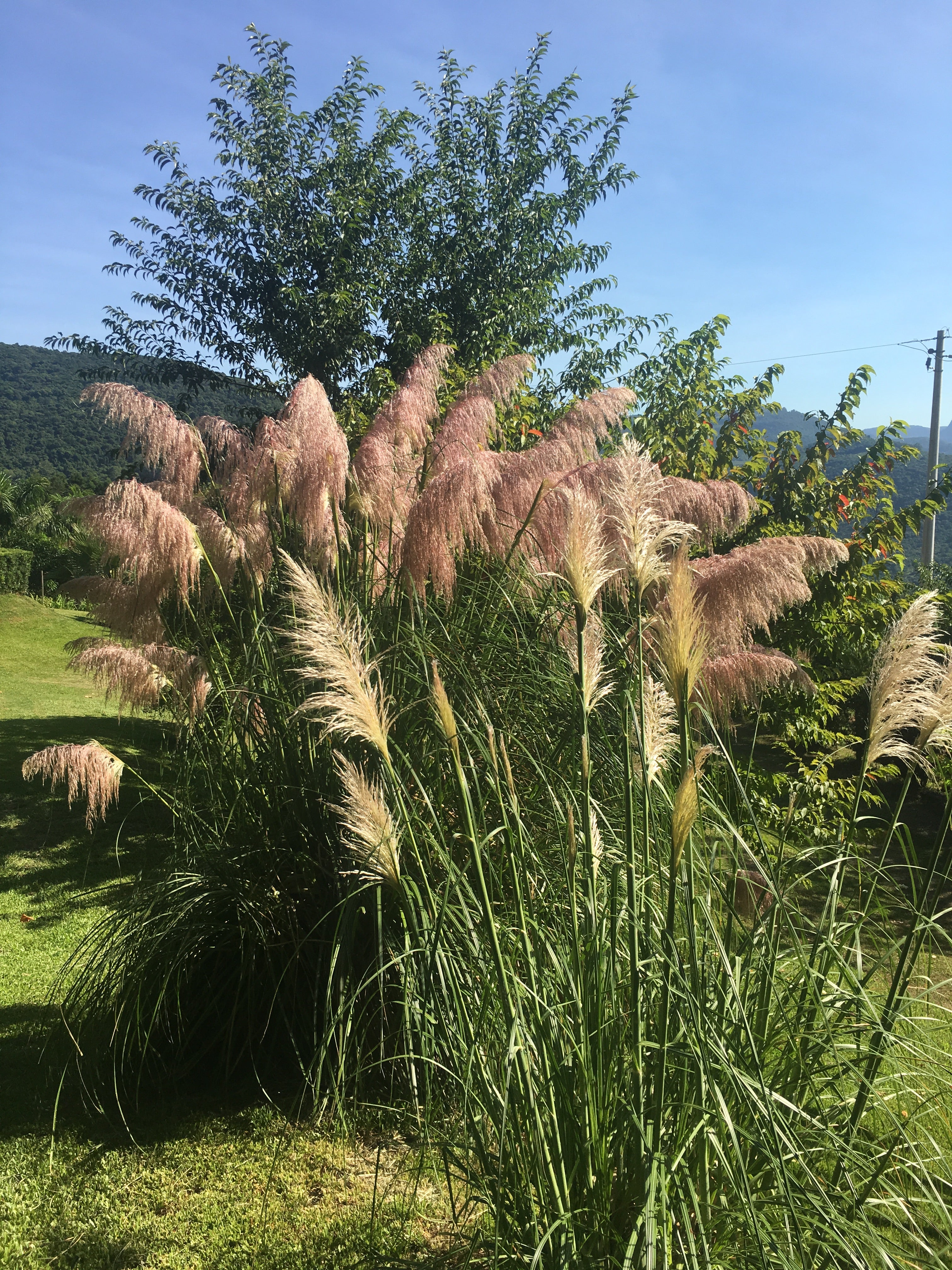 ✅CAPIM DOS PAMPAS - cortadeira - erva-das-pampas - penacho - pluma - cana-dos-pampas - plumeira - pluma-de-capim / Cortaderia Selloana