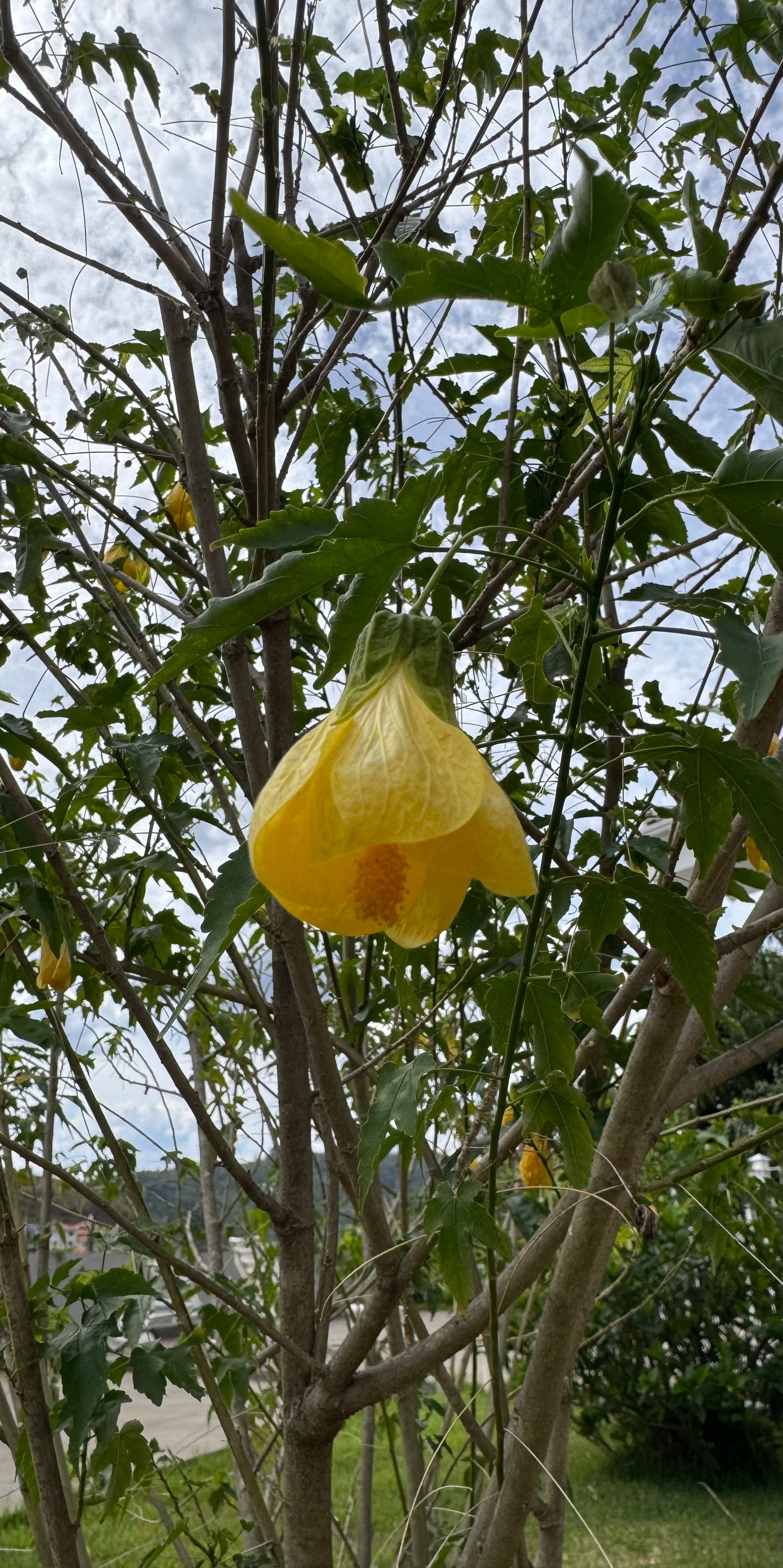 ✅Lanterna Japonesa/Chinesa Amarela - Sininho - Campainha - Abutilon megapotamicum