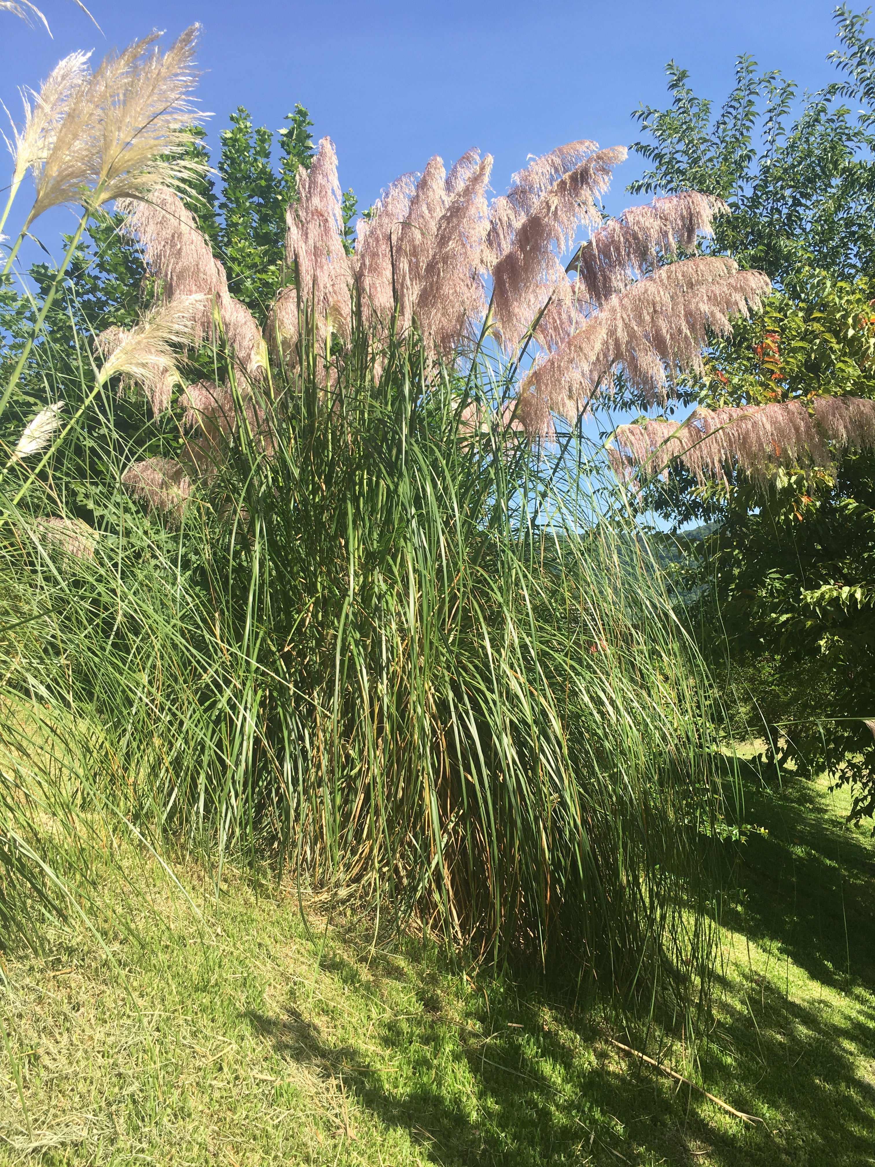 ✅CAPIM DOS PAMPAS - cortadeira - erva-das-pampas - penacho - pluma - cana-dos-pampas - plumeira - pluma-de-capim / Cortaderia Selloana