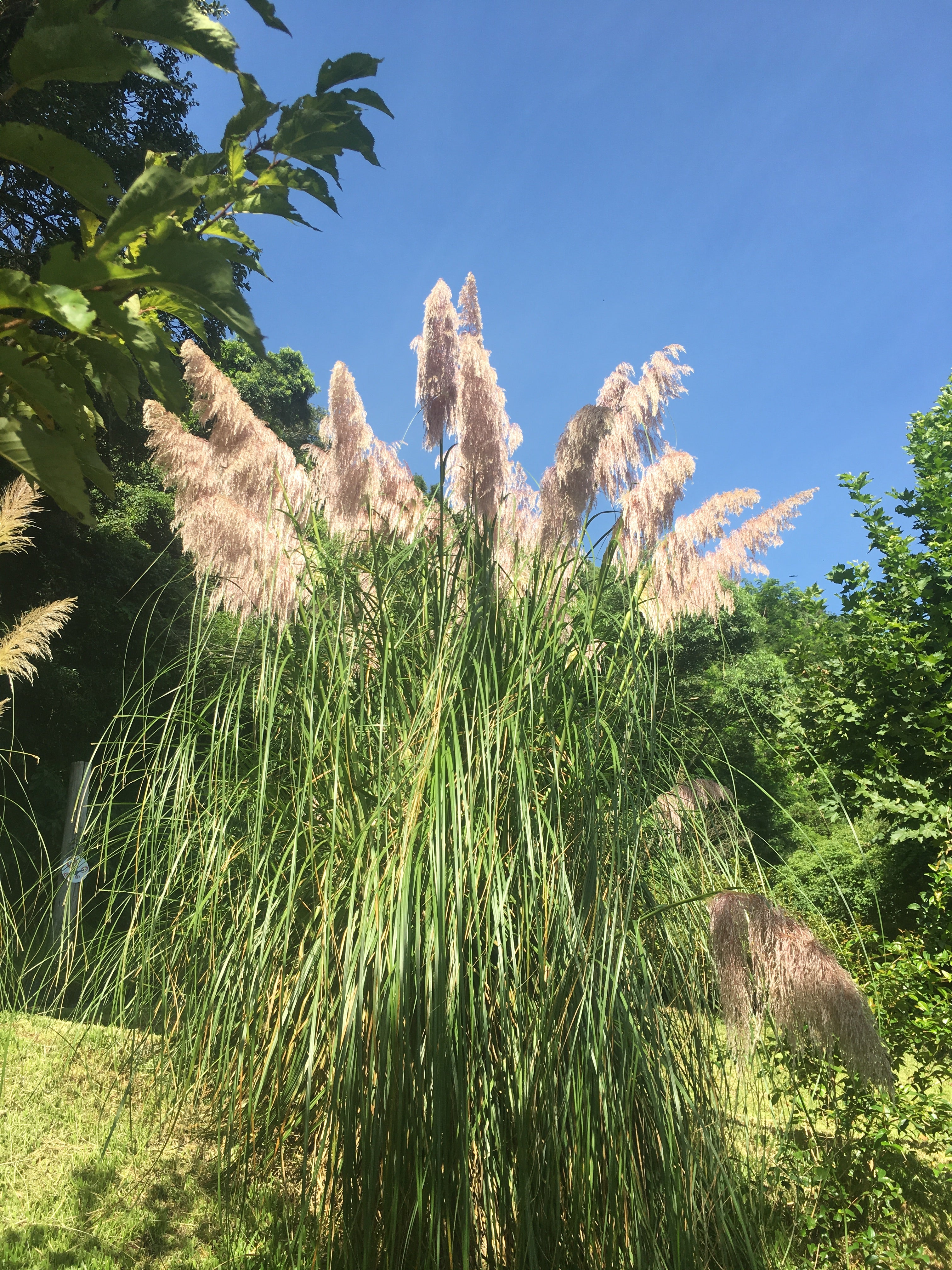 ✅CAPIM DOS PAMPAS - cortadeira - erva-das-pampas - penacho - pluma - cana-dos-pampas - plumeira - pluma-de-capim / Cortaderia Selloana