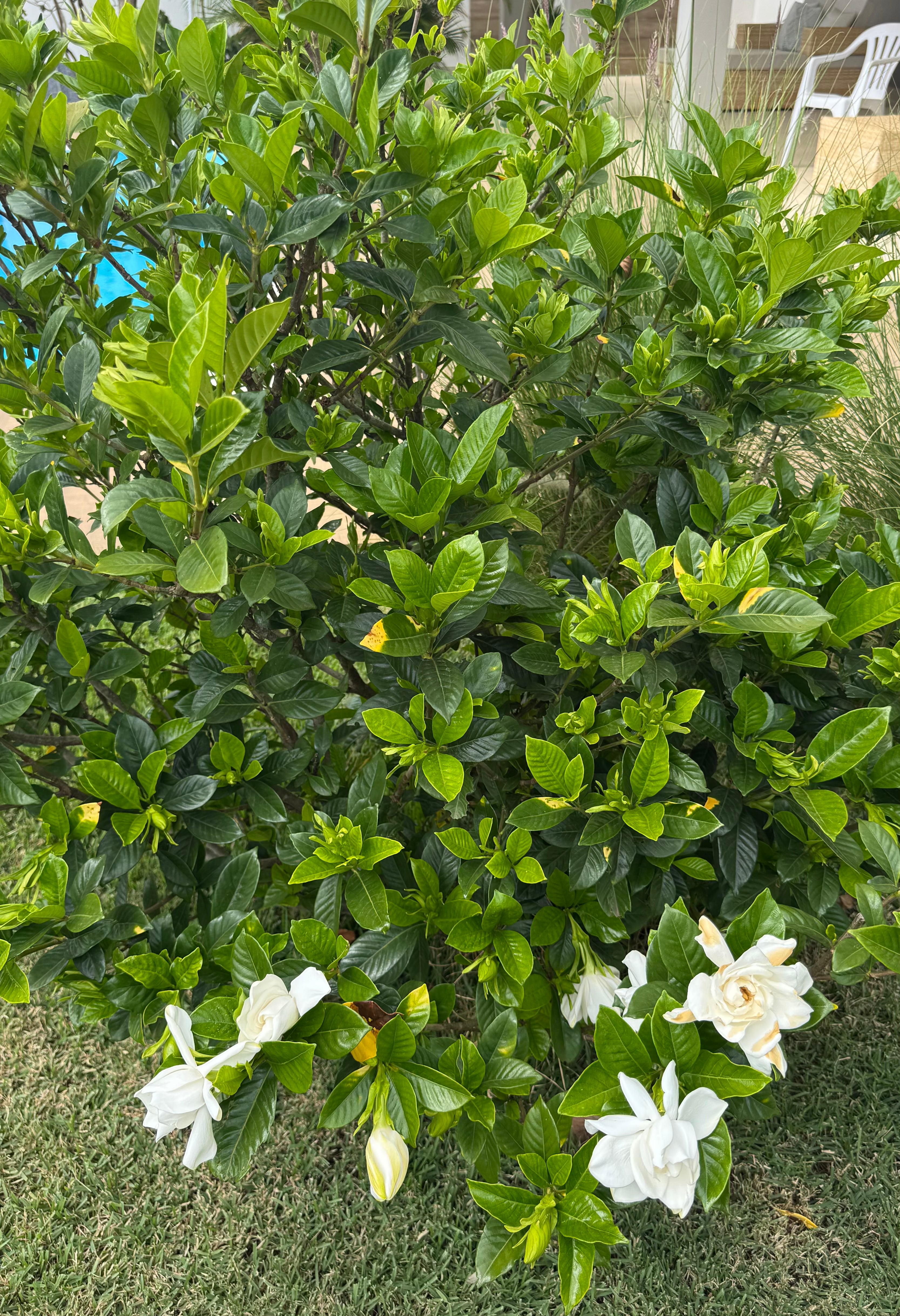 ✅JASMIN GARDÊNIA - Gardência -  Jasmin-do-Cabo / (Gardenia jasminoides)  - Mudas de 70cm
