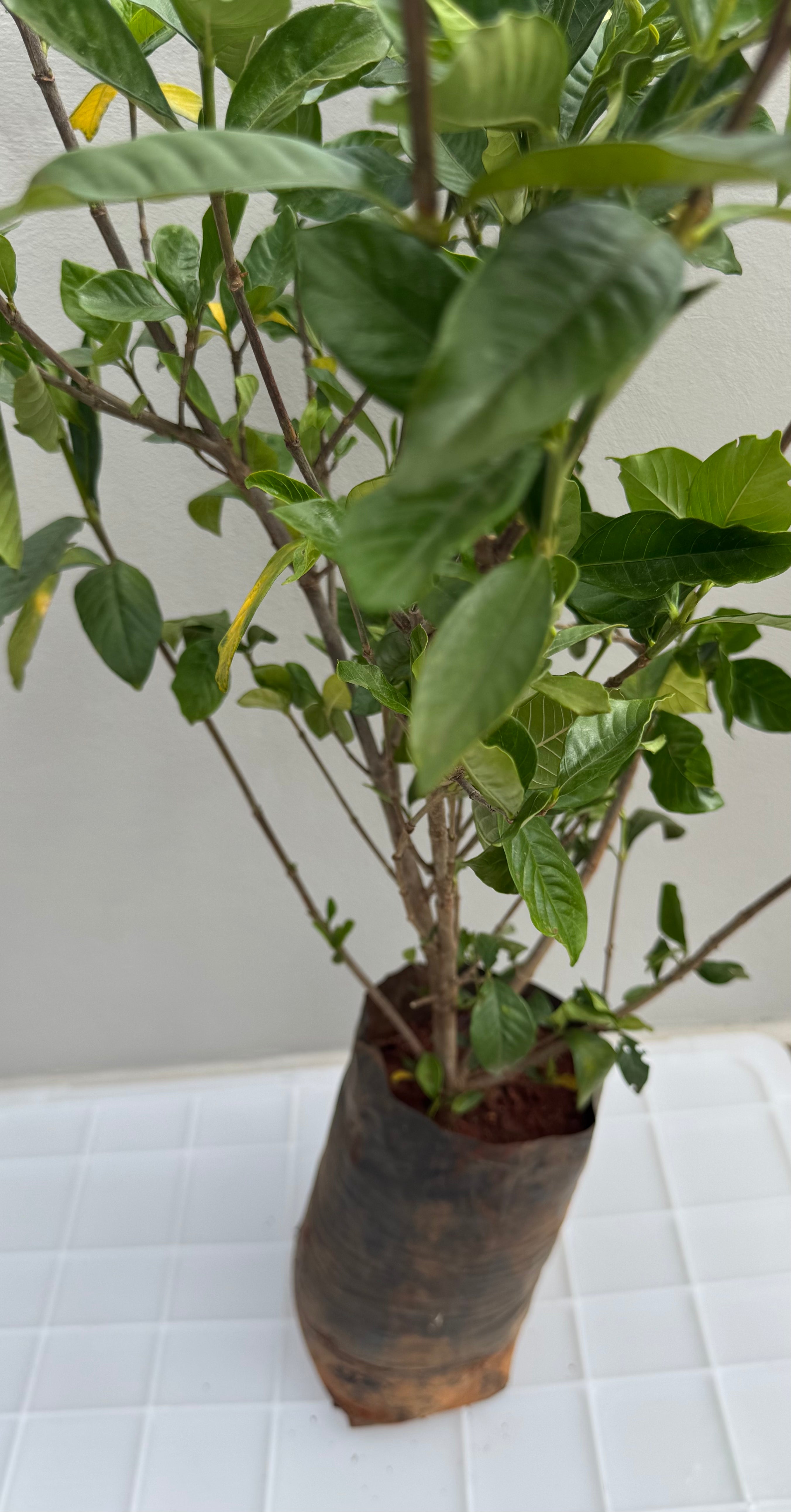 ✅JASMIN GARDÊNIA - Gardência -  Jasmin-do-Cabo / (Gardenia jasminoides)  - Mudas de 70cm