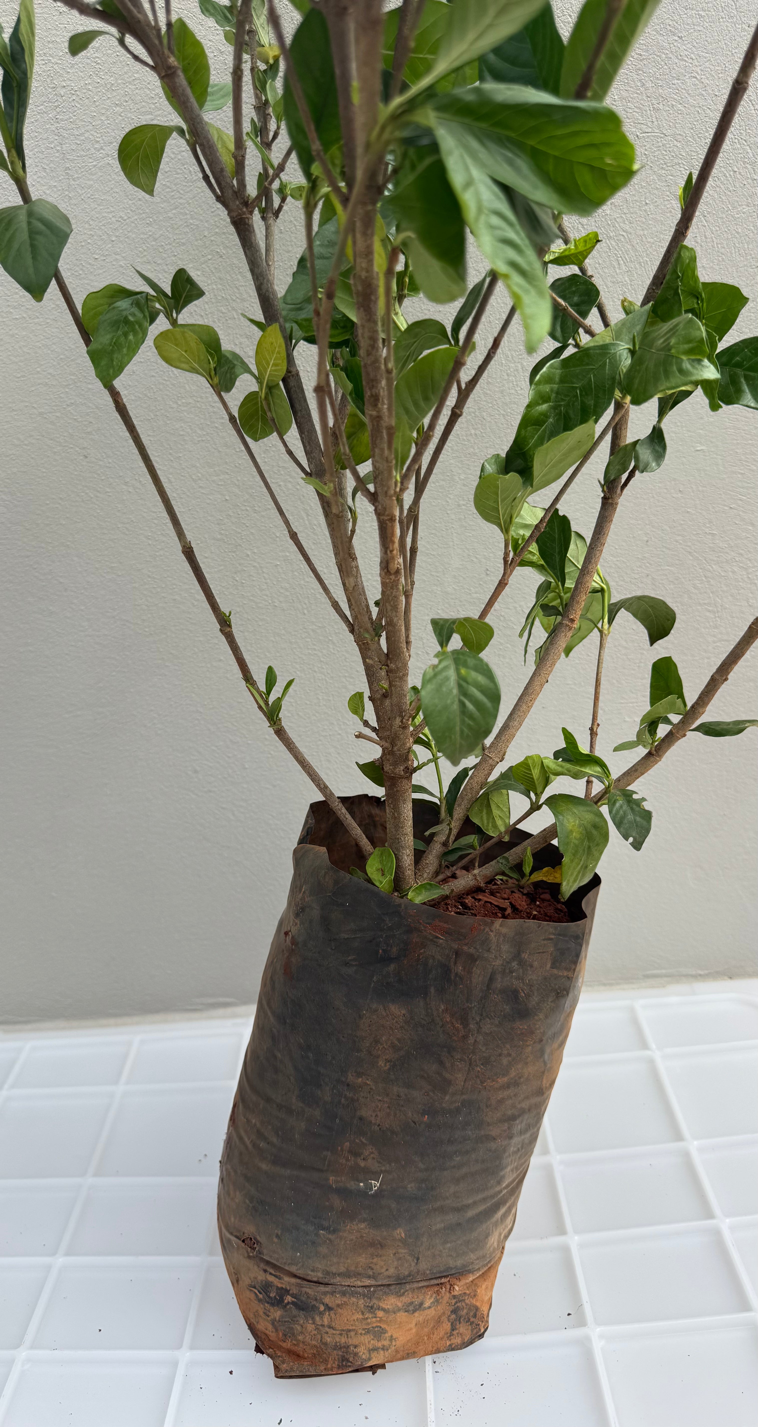 ✅JASMIN GARDÊNIA - Gardência -  Jasmin-do-Cabo / (Gardenia jasminoides)  - Mudas de 70cm