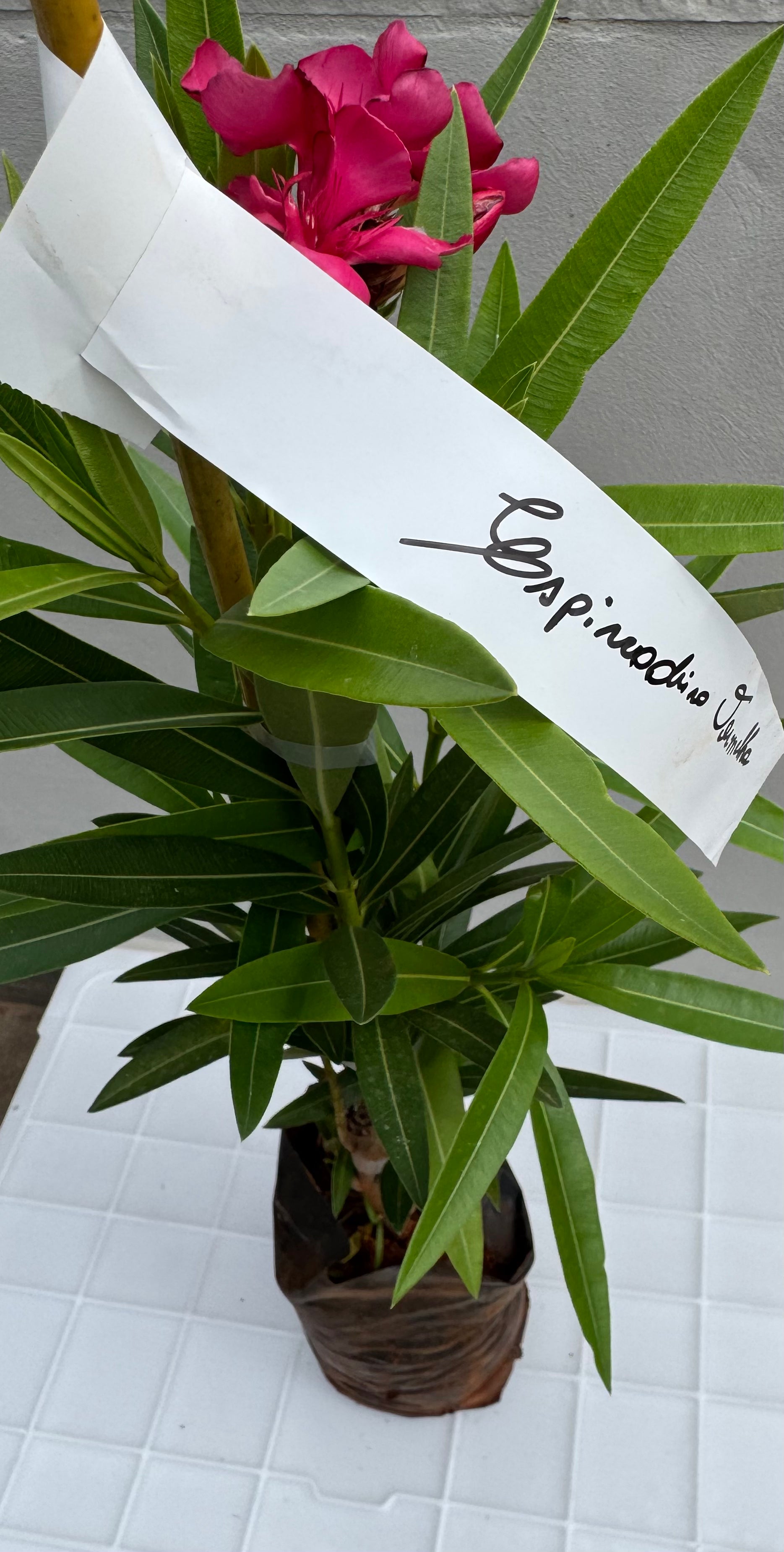 ✅ESPIRRADEIRA / OLEANDRO - loendro - loandro - aloendro - loandro-da-índia - alandro - loureiro-rosa - adelfa - cevadilha ou flor-de-são-josé / (Nerium oleander) - mudas com 70cm