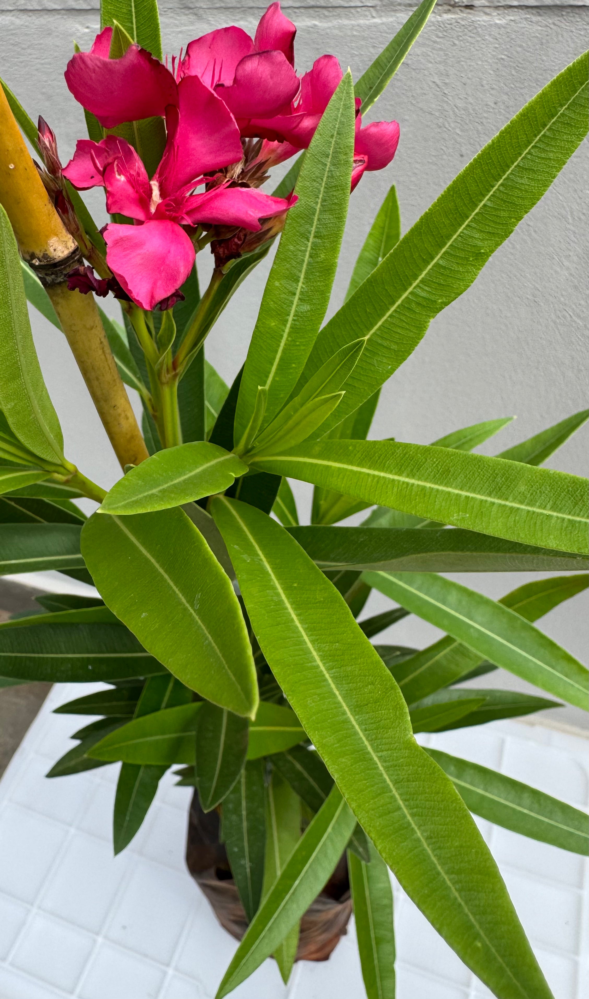 ✅ESPIRRADEIRA / OLEANDRO - loendro - loandro - aloendro - loandro-da-índia - alandro - loureiro-rosa - adelfa - cevadilha ou flor-de-são-josé / (Nerium oleander) - mudas com 70cm
