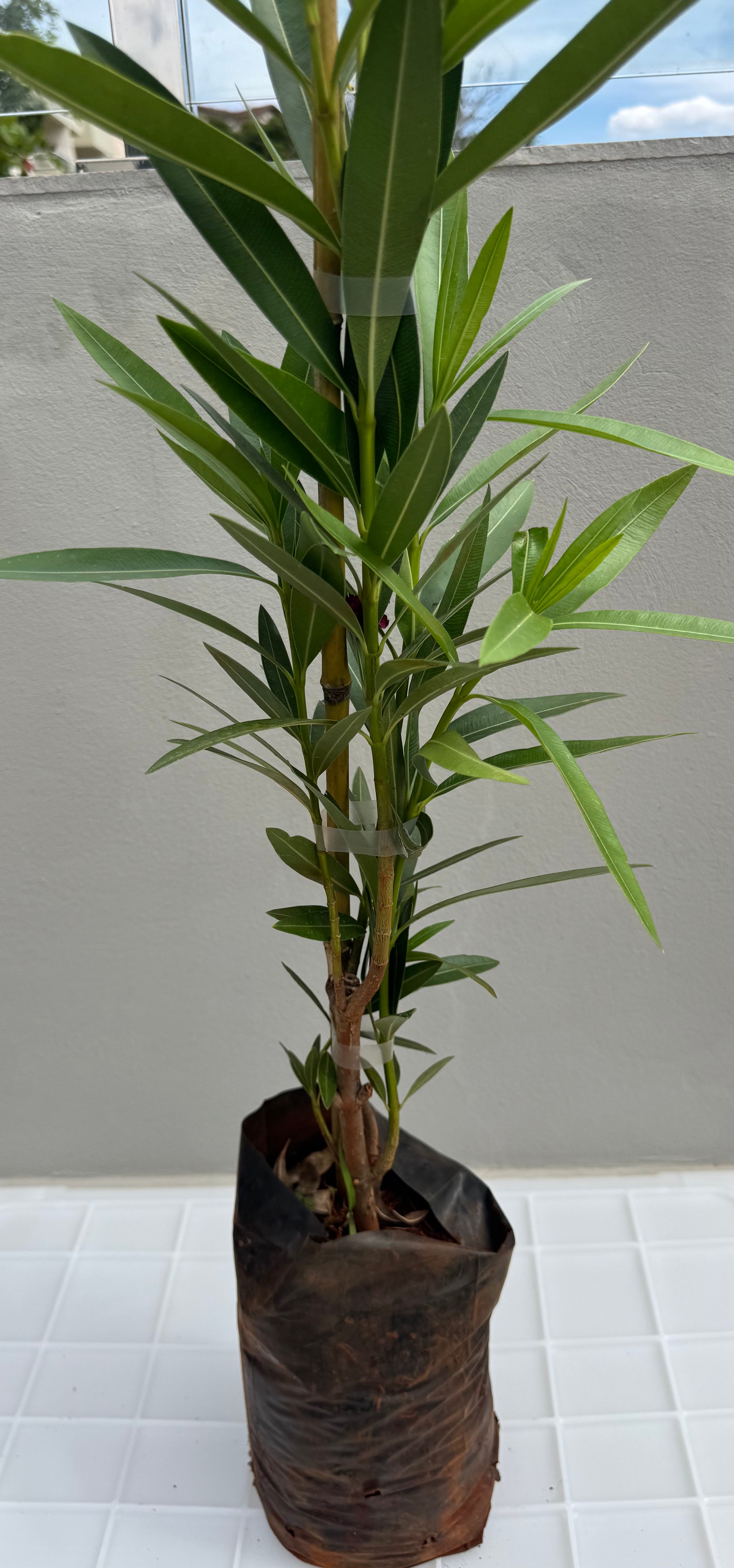 ✅ESPIRRADEIRA / OLEANDRO - loendro - loandro - aloendro - loandro-da-índia - alandro - loureiro-rosa - adelfa - cevadilha ou flor-de-são-josé / (Nerium oleander) - mudas com 70cm