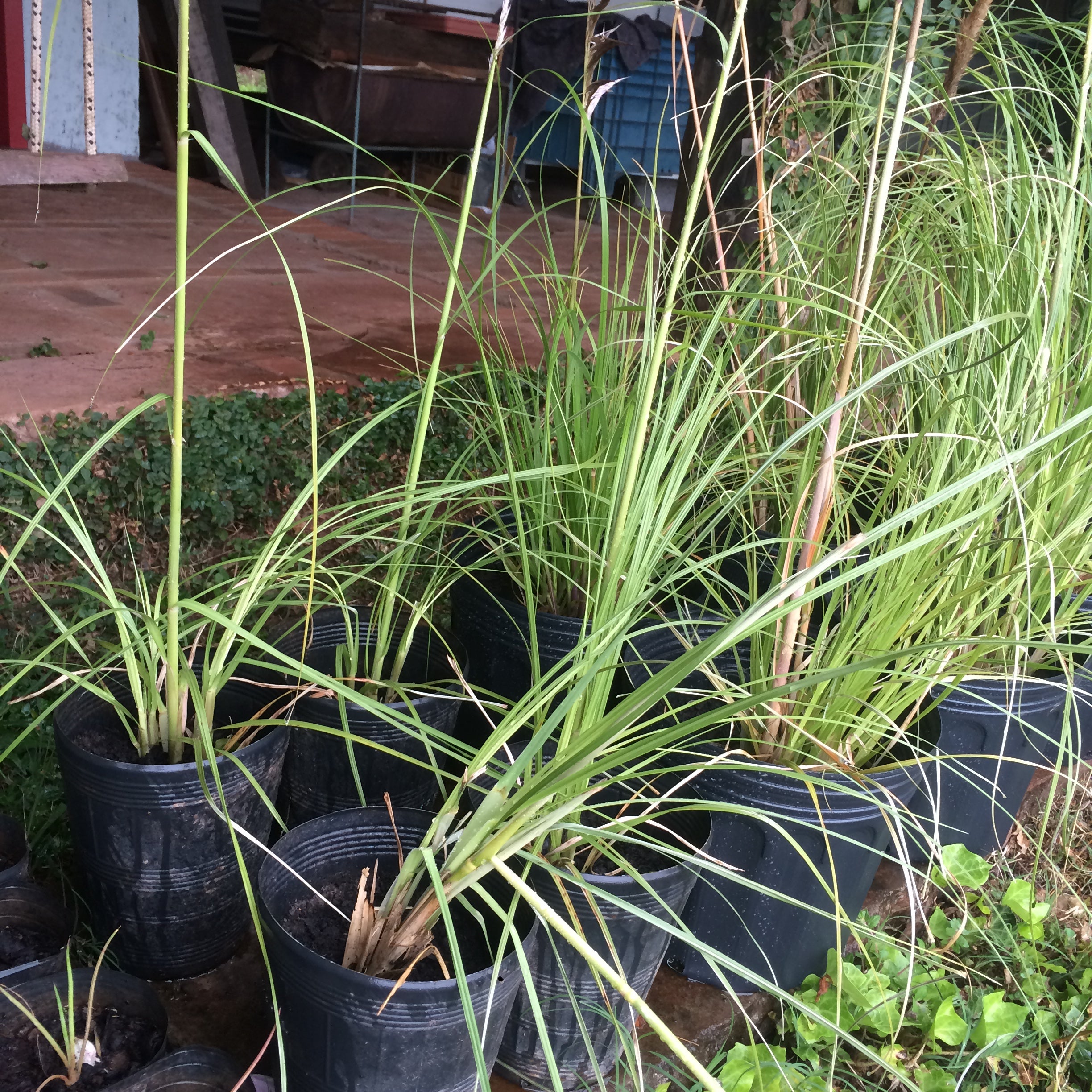 ✅CAPIM DOS PAMPAS - cortadeira - erva-das-pampas - penacho - pluma - cana-dos-pampas - plumeira - pluma-de-capim / Cortaderia Selloana