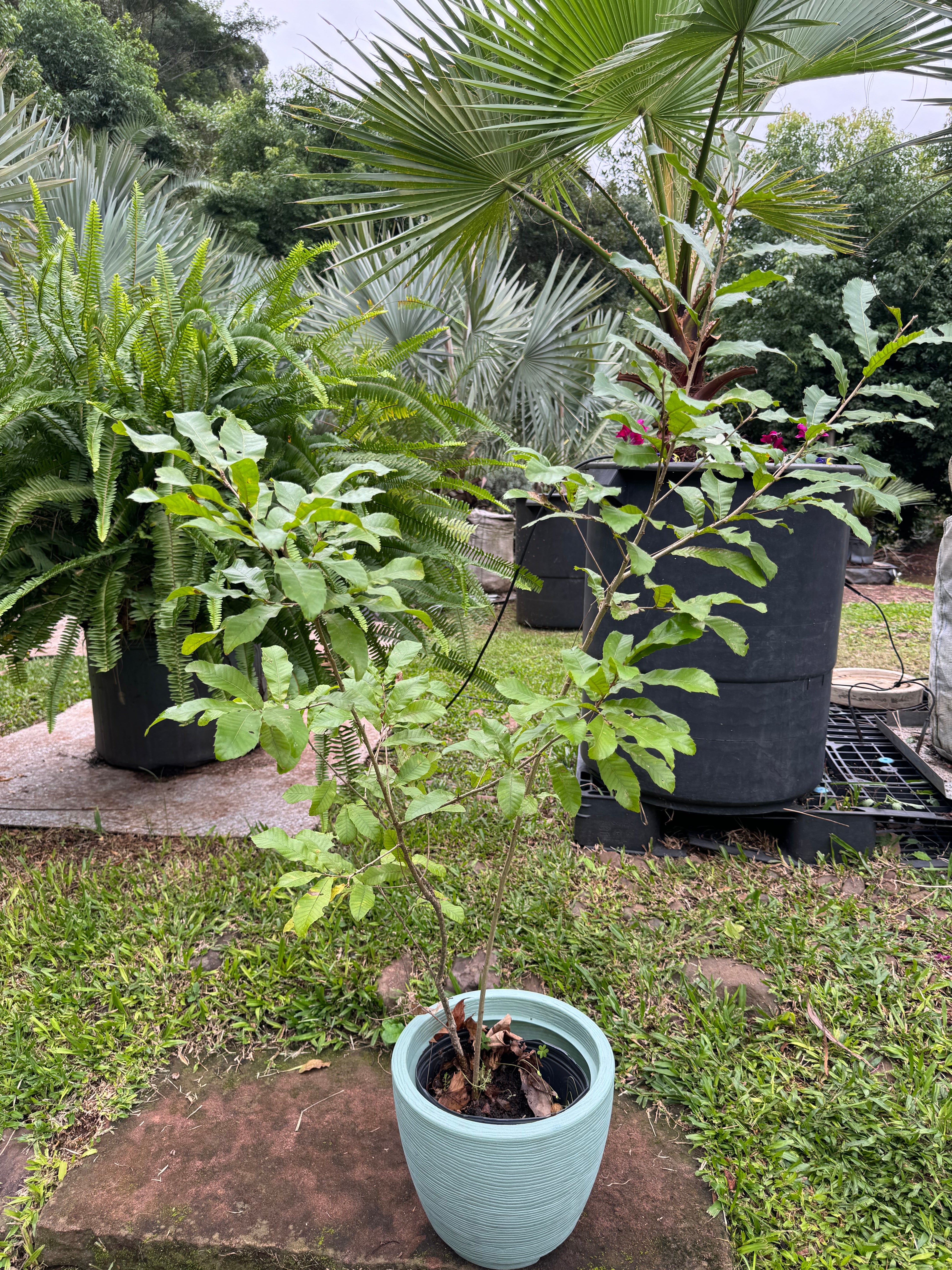 ✅CARVALHO JAPONÊS - carvalho do japão - kunugi / Quercus acutissima - 150cm á 250cm