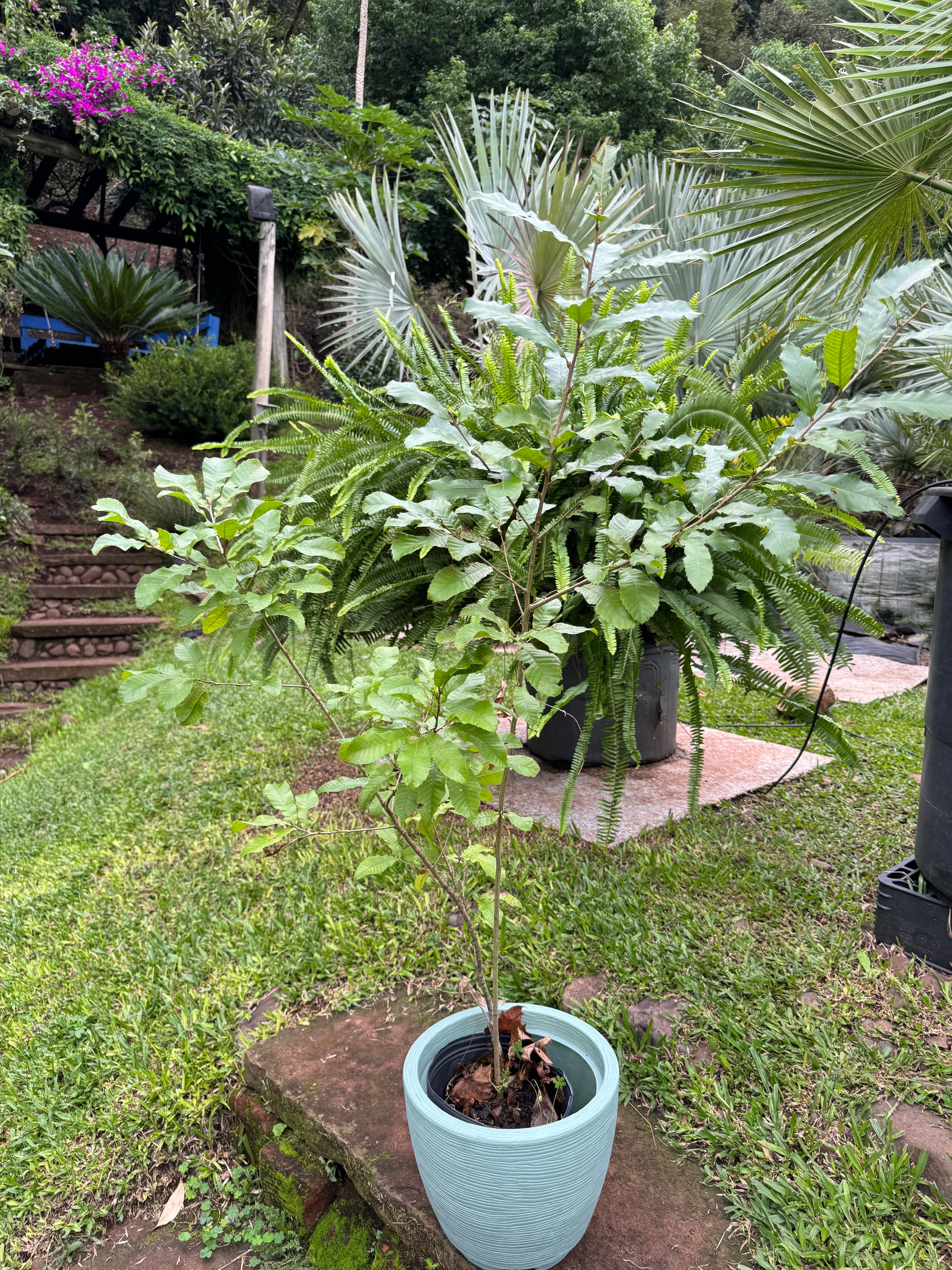 ✅CARVALHO JAPONÊS - carvalho do japão - kunugi / Quercus acutissima - 150cm á 250cm