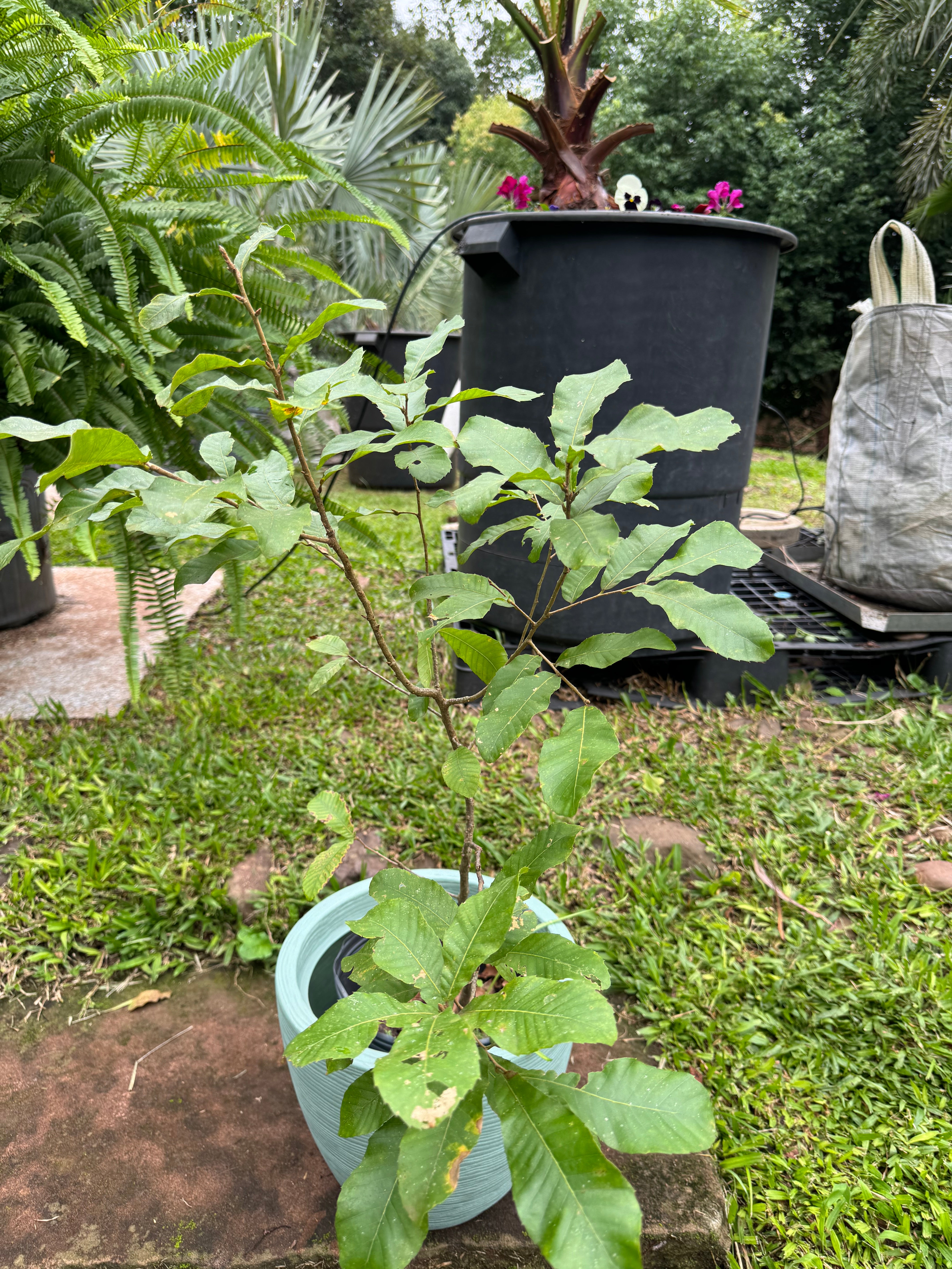 ✅CARVALHO JAPONÊS - carvalho do japão - kunugi / Quercus acutissima - 150cm á 250cm
