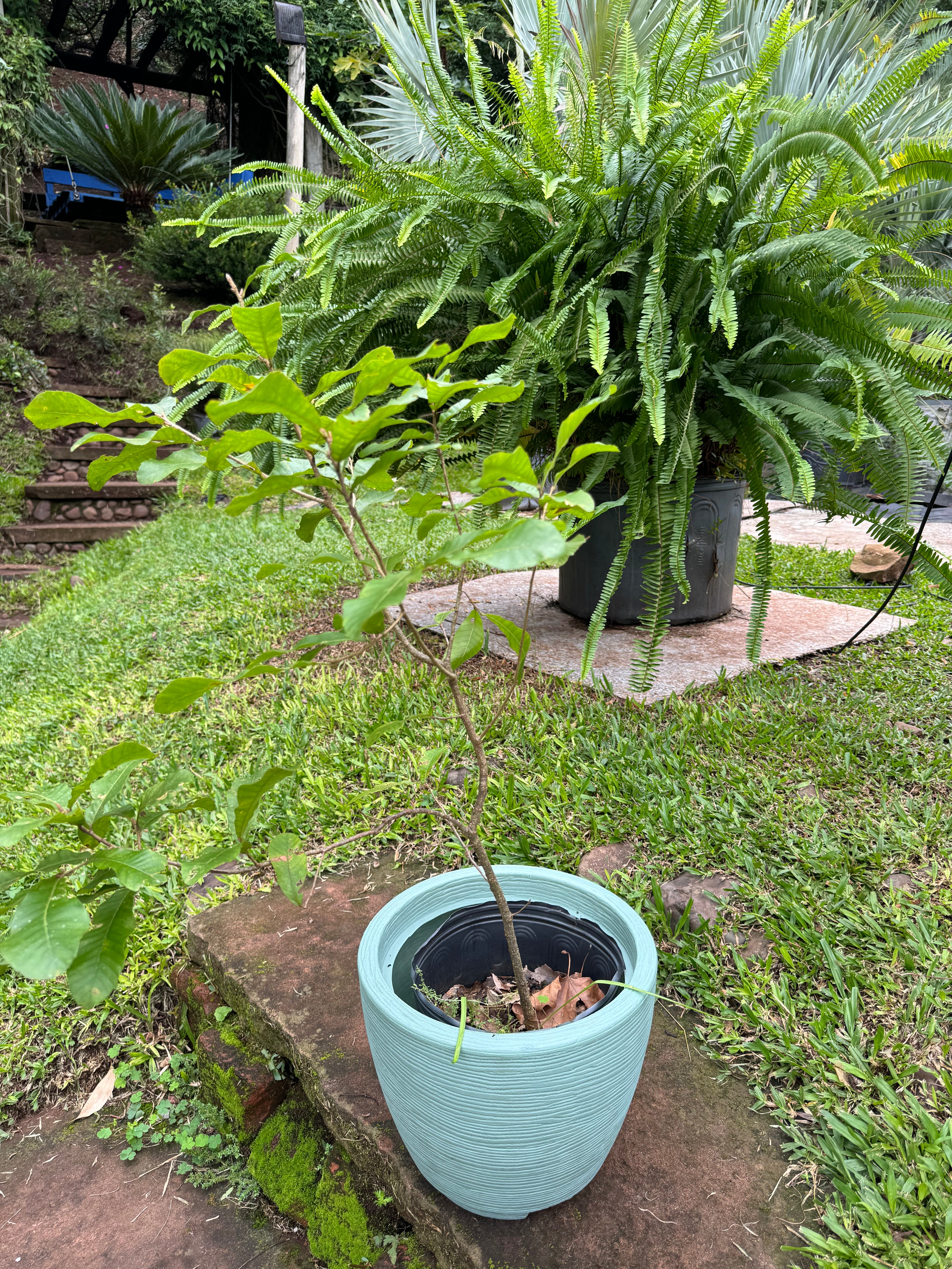 ✅CARVALHO JAPONÊS - carvalho do japão - kunugi / Quercus acutissima - 150cm á 250cm
