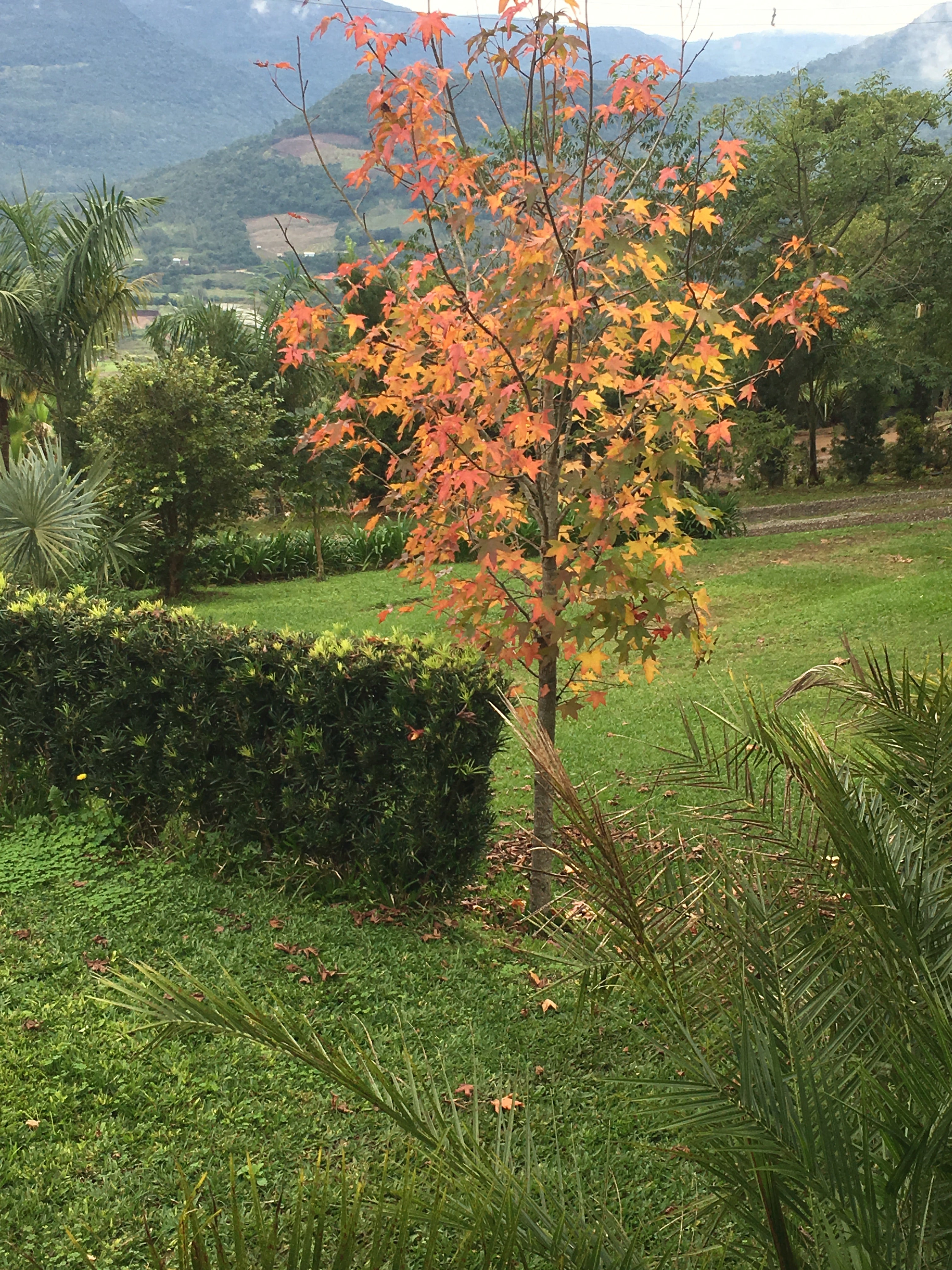 LIQUIDAMBAR STYRACIFLUA - Árvore com 1,50 a 1,70 metros de altura