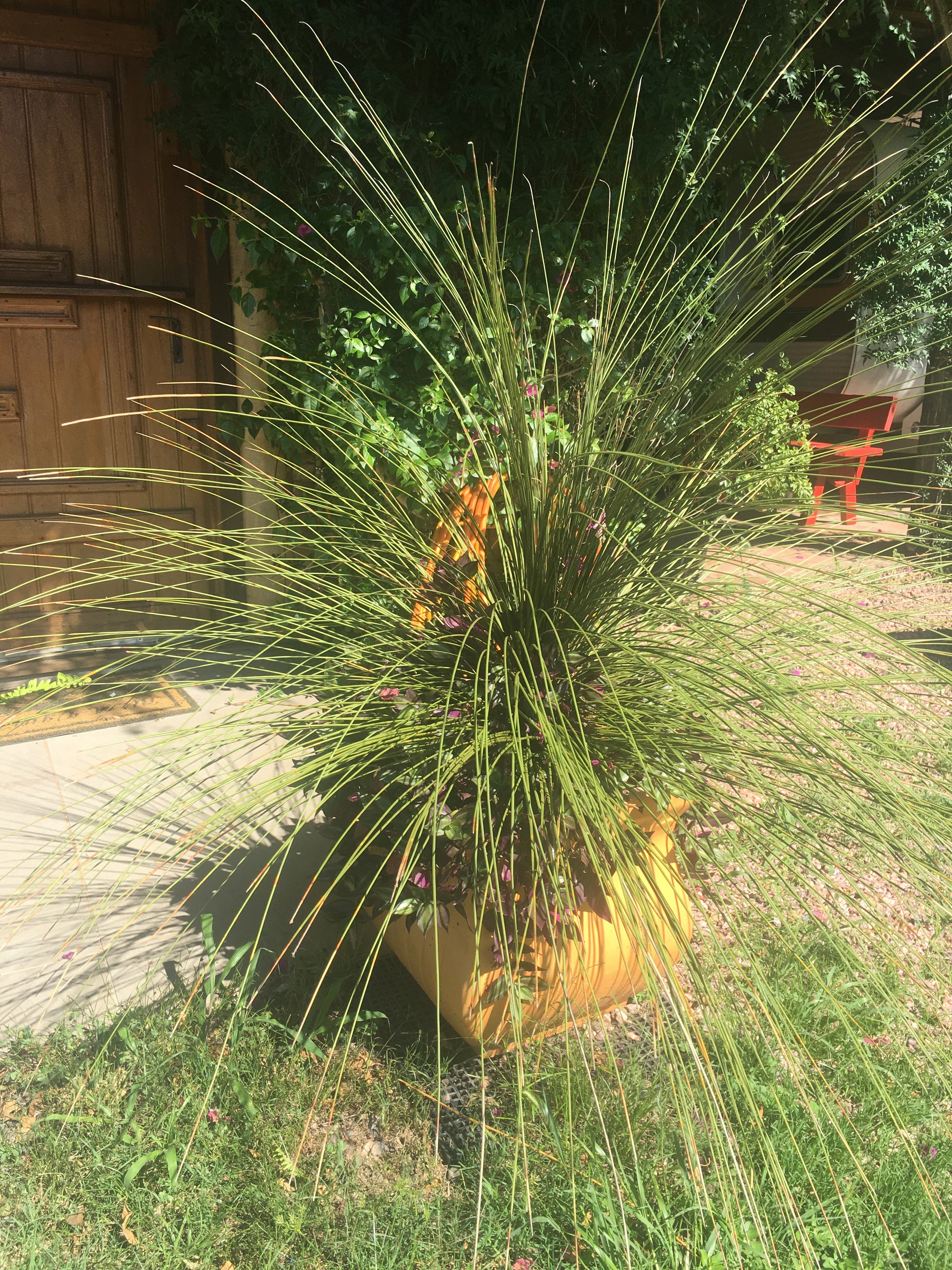 ✅DASILÍRIO -  árvore de grama mexicana - dasilírio sem espinho / DASYLIRION LONGISSIMUM - Mudas com 0,75m a 1,30m