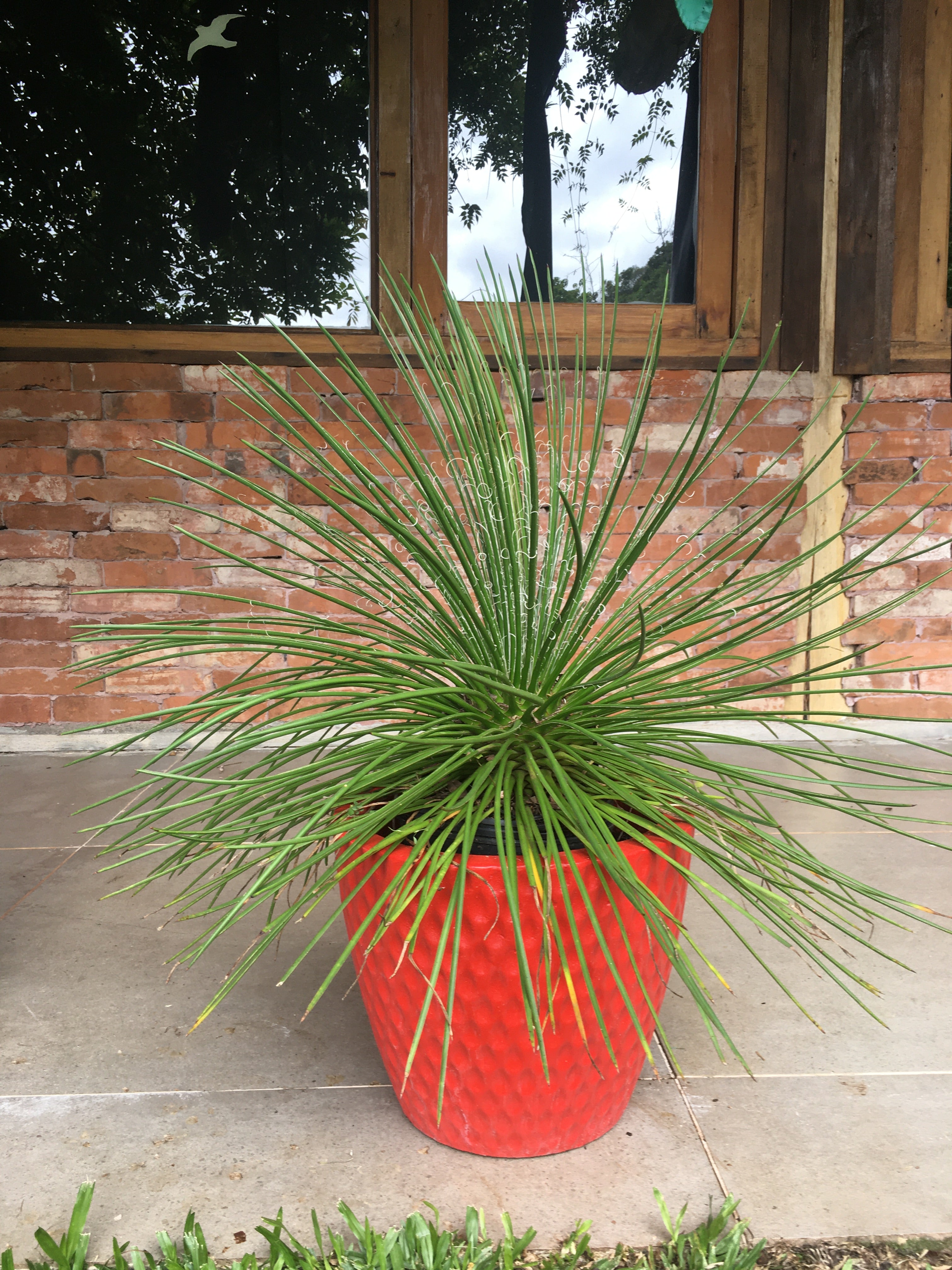 ✅AGAVE PALITO - Agave de flor dupla / Agave Geminiflora