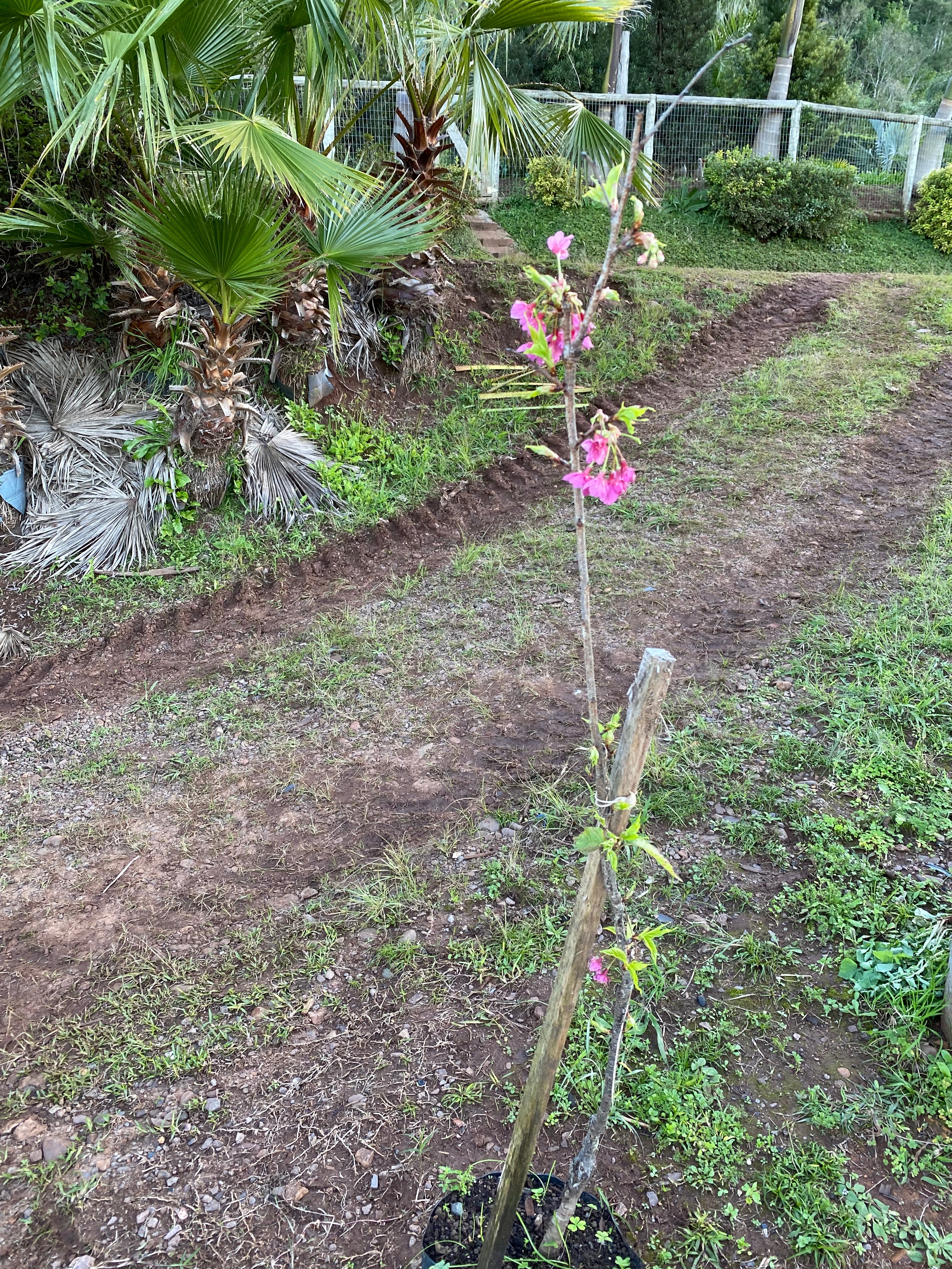 CEREJEIRA JAPONESA - Mudas entre 100cm e 120cm metro de altura