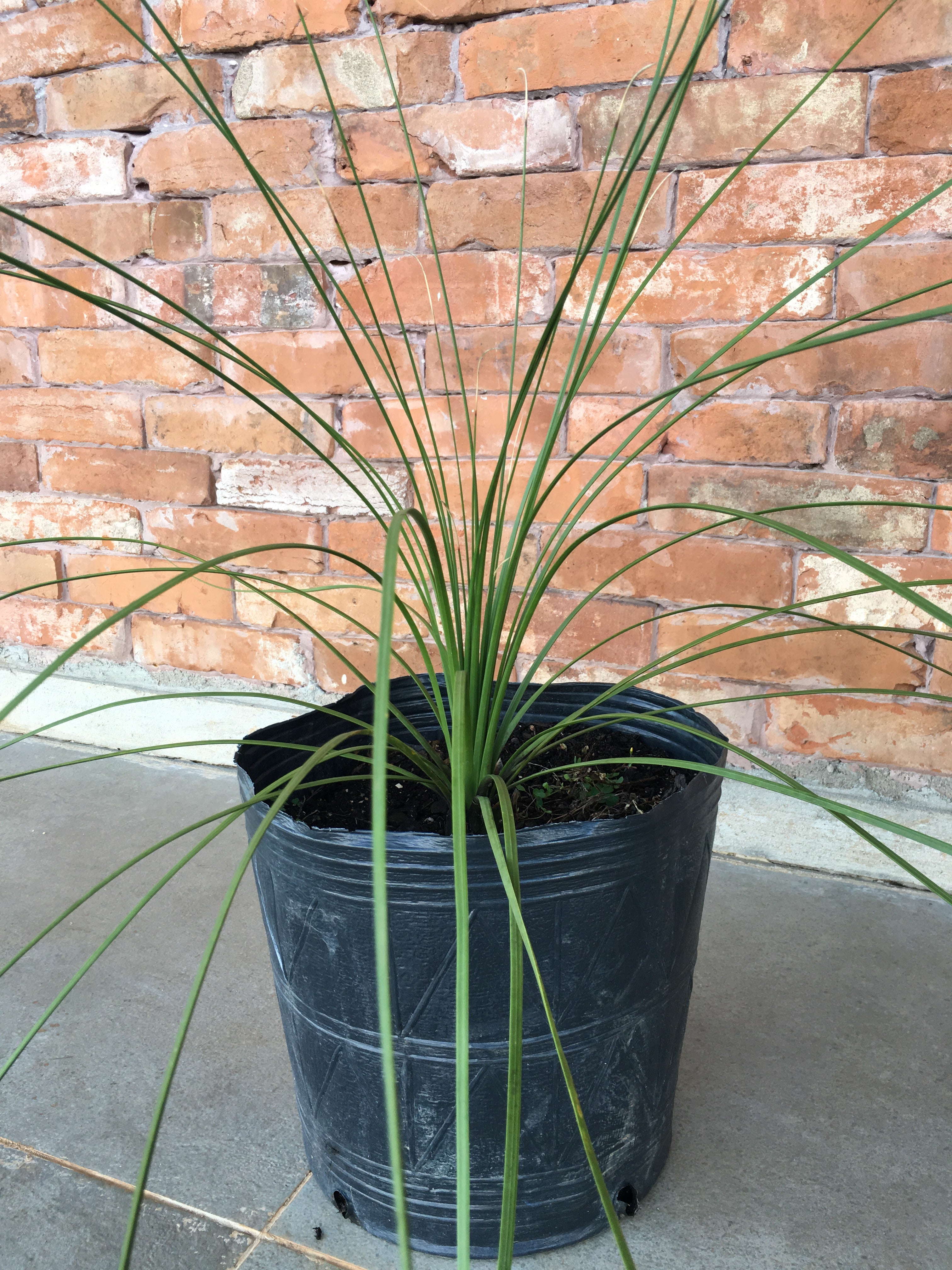 ✅DASILÍRIO -  árvore de grama mexicana - dasilírio sem espinho / DASYLIRION LONGISSIMUM - Mudas com 0,75m a 1,30m