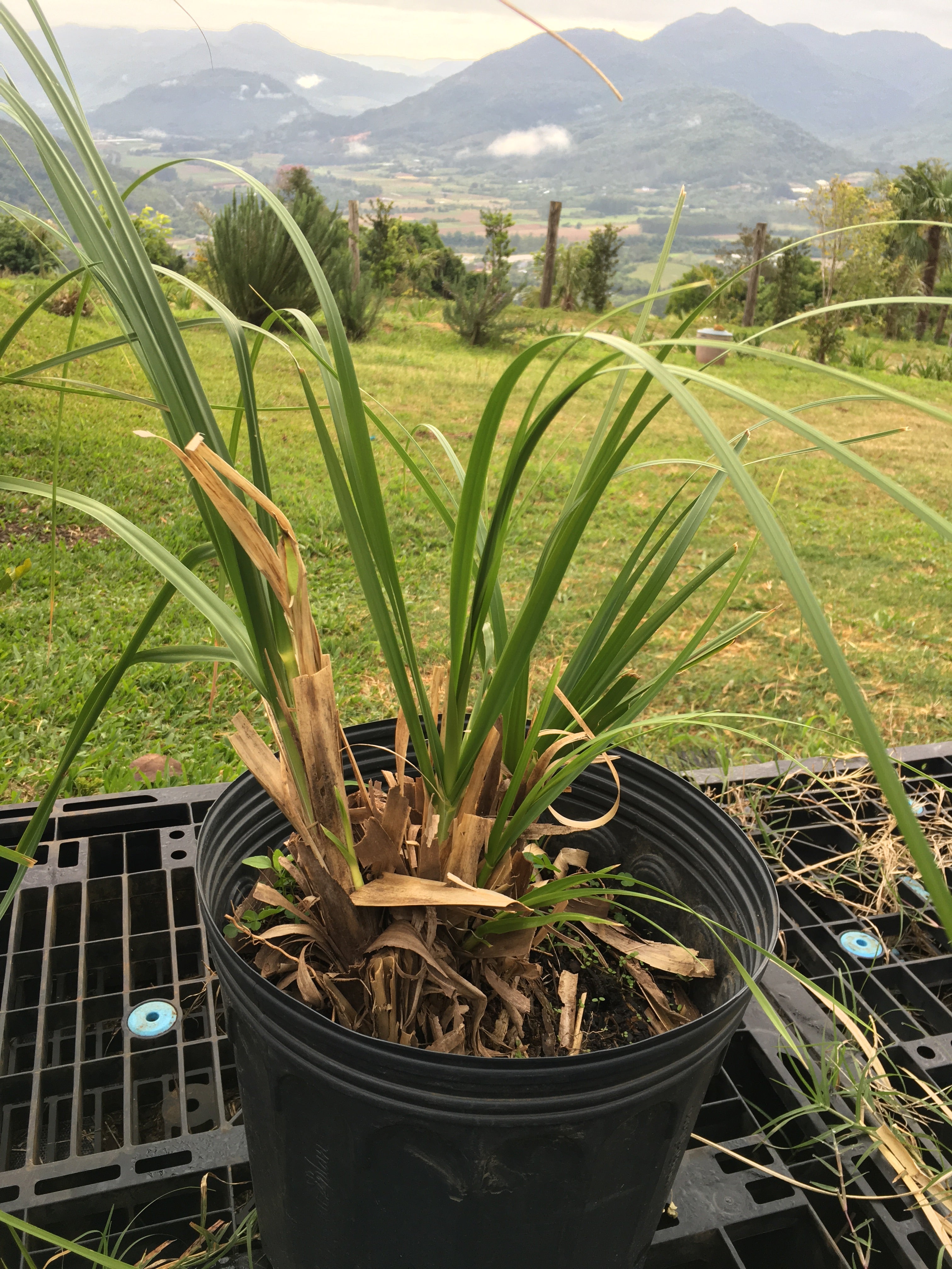 CAPIM DOS PAMPA - Cortadeira Selloana - Mudas entre 70cm á 80cm e 120cm á 150cm