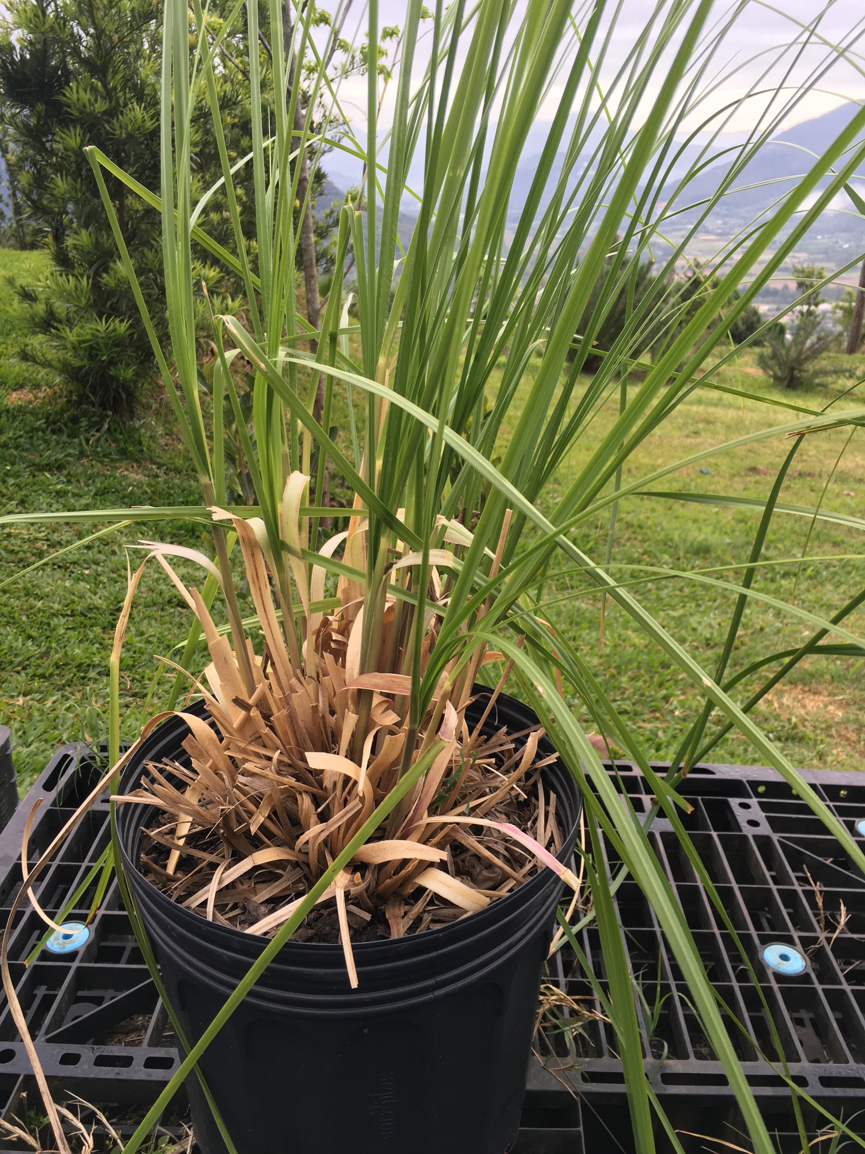 CAPIM DOS PAMPA - Cortadeira Selloana - Mudas entre 70cm á 80cm e 120cm á 150cm