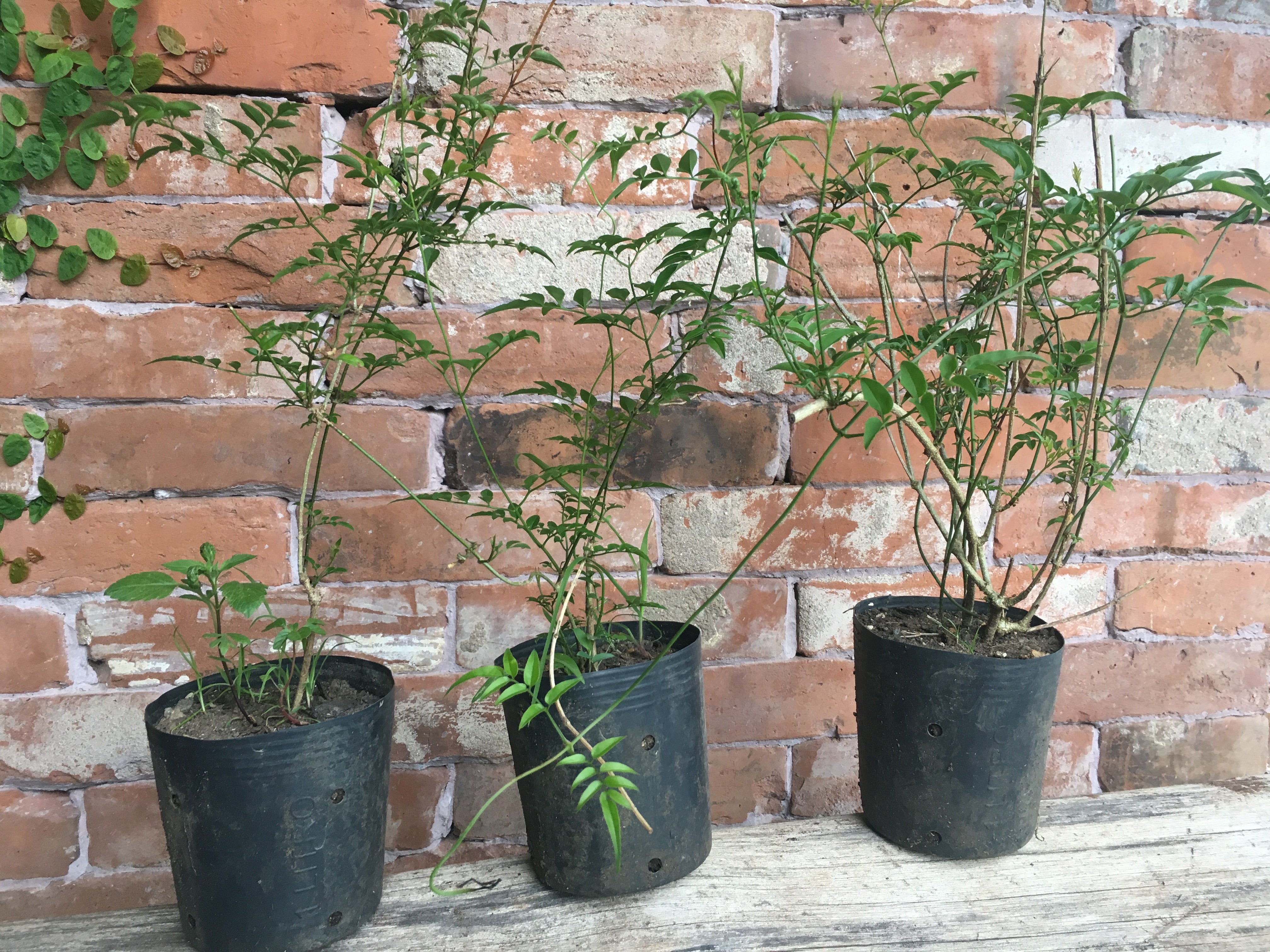 ✅JASMIN DOS POETAS - Jasminum - jasmim-de-inverno - jasmim-rosa / Jasminum polyanthum - Mudas de 50cm