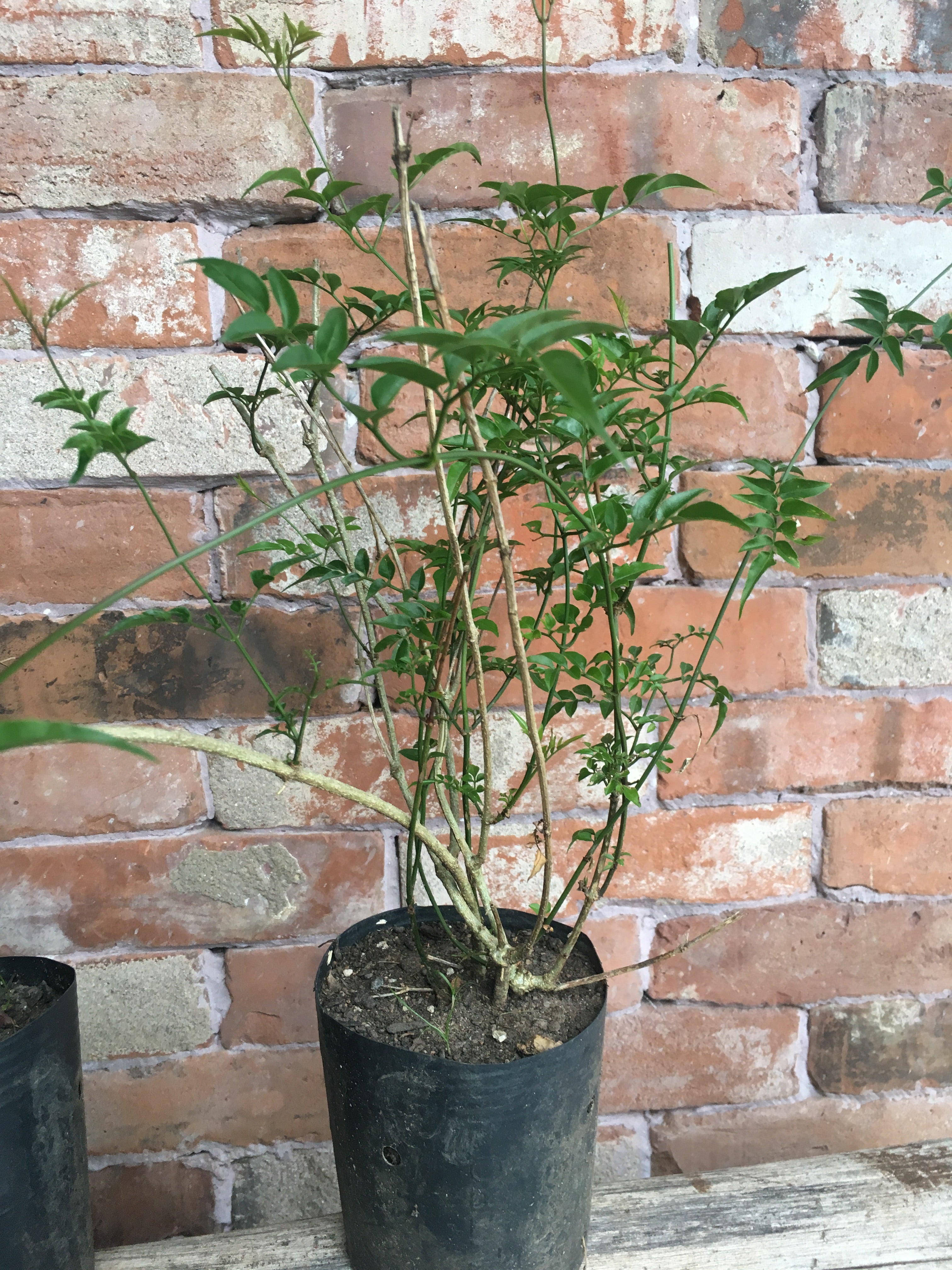 ✅JASMIN DOS POETAS - Jasminum - jasmim-de-inverno - jasmim-rosa / Jasminum polyanthum - Mudas de 50cm