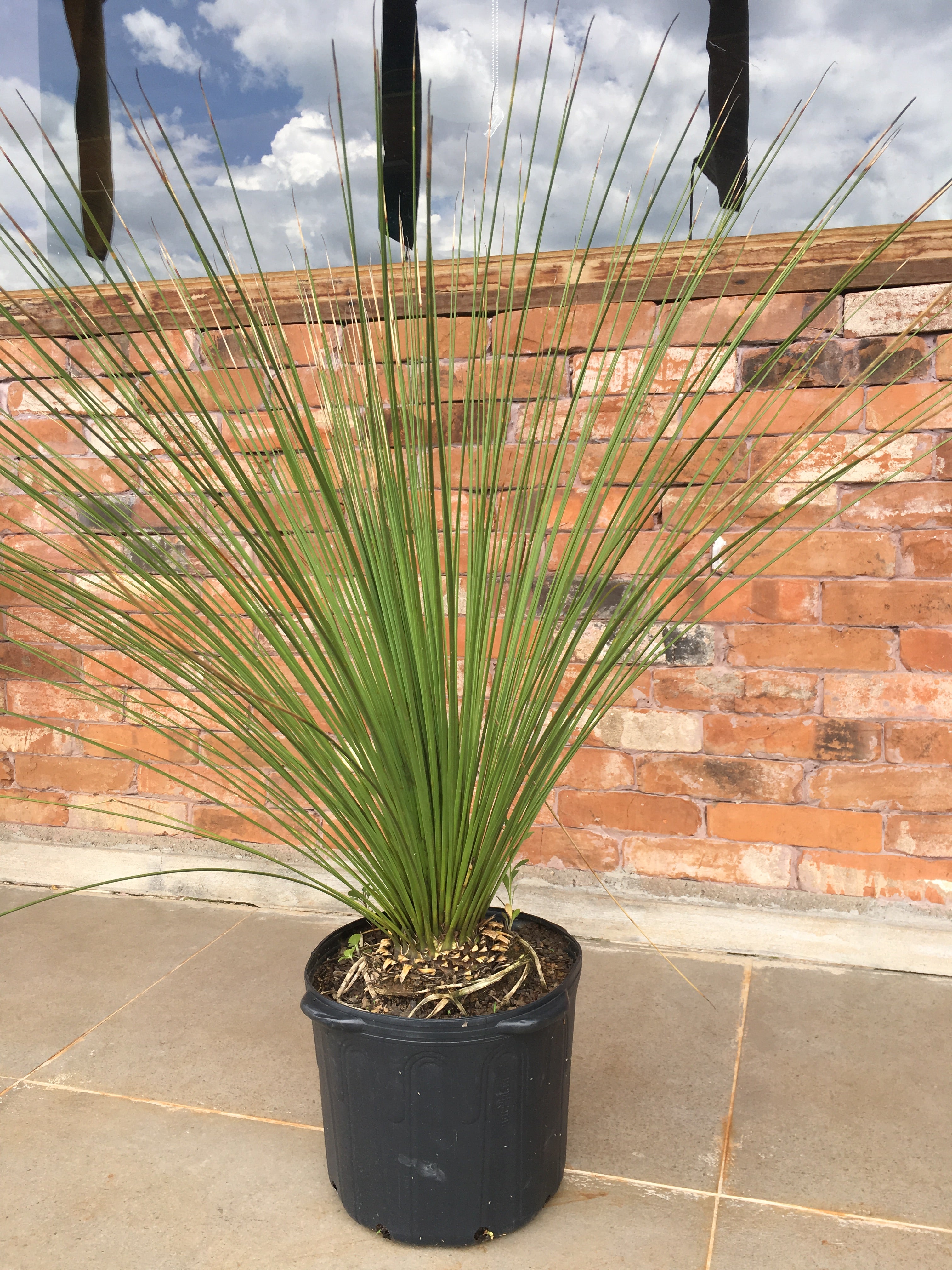 ✅DASILÍRIO -  árvore de grama mexicana - dasilírio sem espinho / DASYLIRION LONGISSIMUM - Mudas com 0,75m a 1,30m