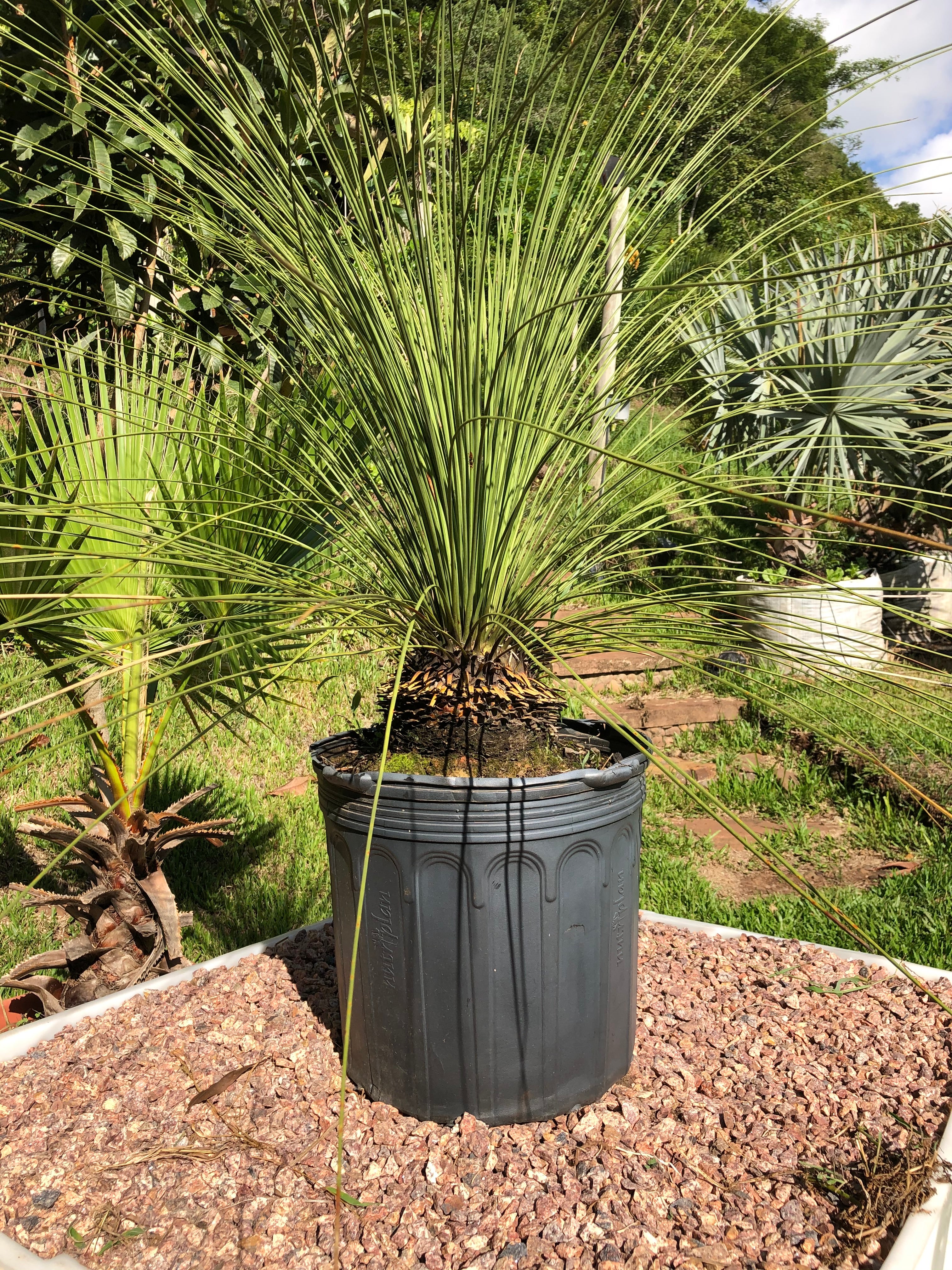 ✅DASILÍRIO -  árvore de grama mexicana - dasilírio sem espinho / DASYLIRION LONGISSIMUM - Mudas com 0,75m a 1,30m