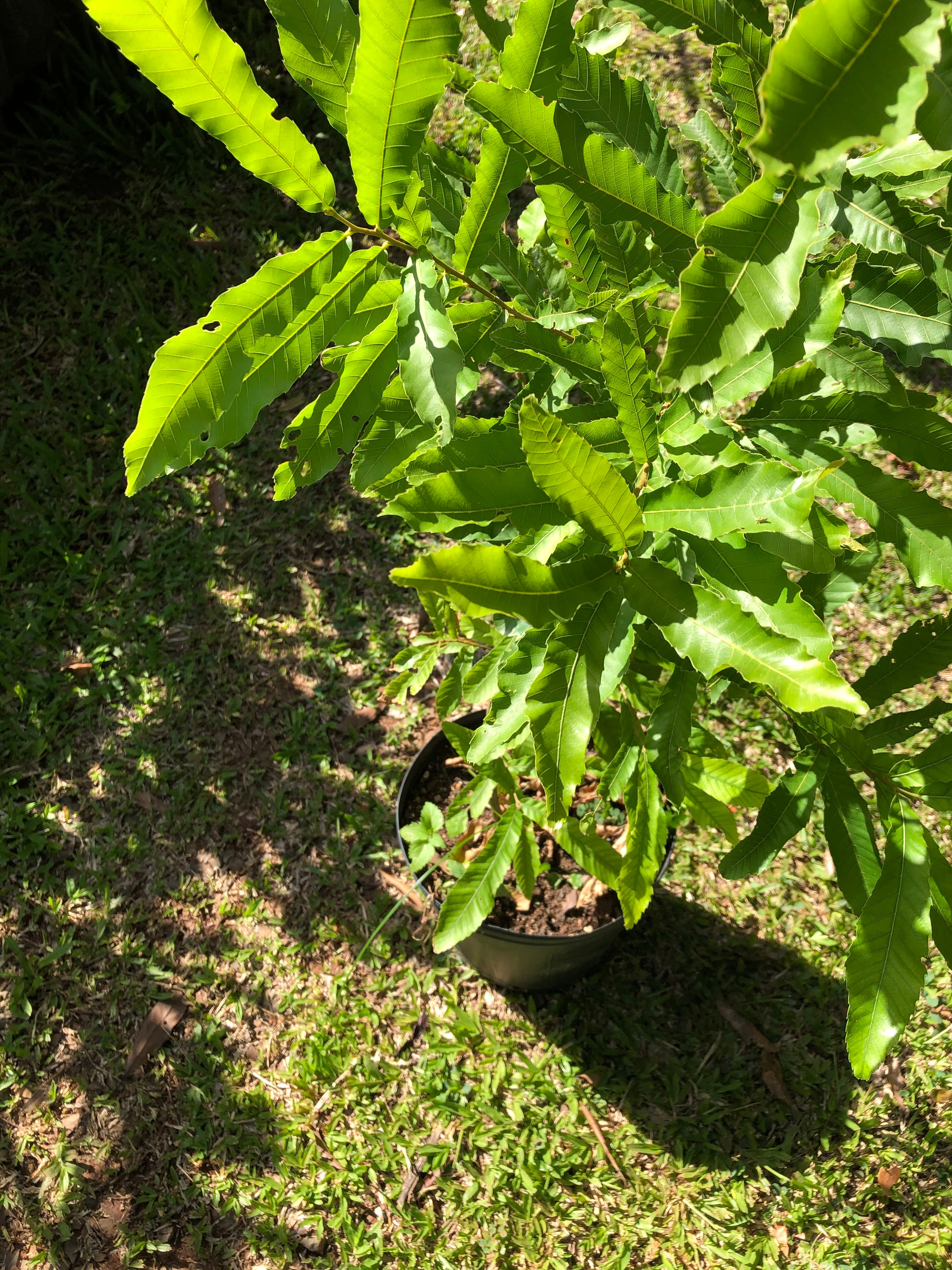 ✅CARVALHO JAPONÊS - carvalho do japão - kunugi / Quercus acutissima - 150cm á 250cm