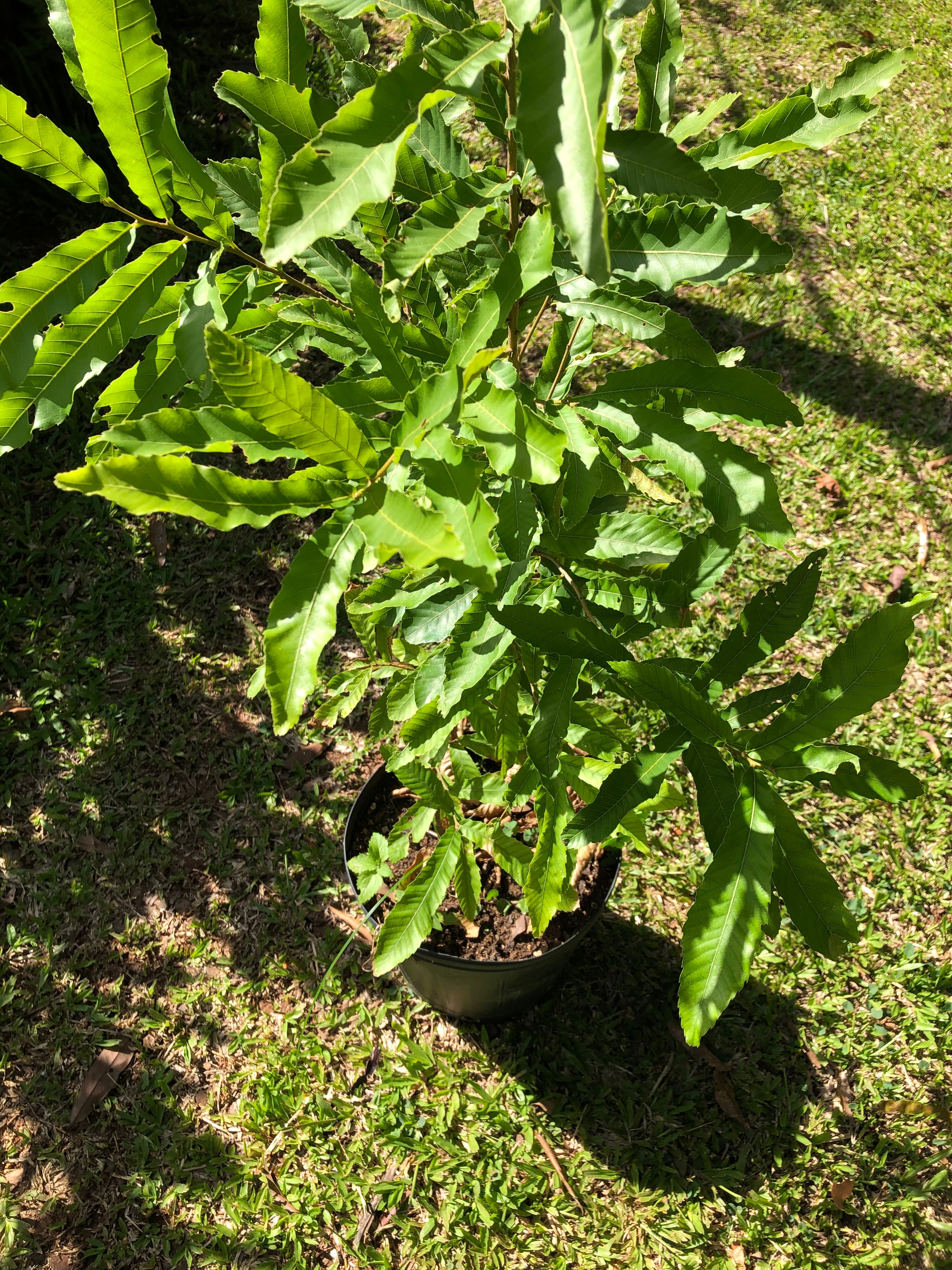 ✅CARVALHO JAPONÊS - carvalho do japão - kunugi / Quercus acutissima - 150cm á 250cm