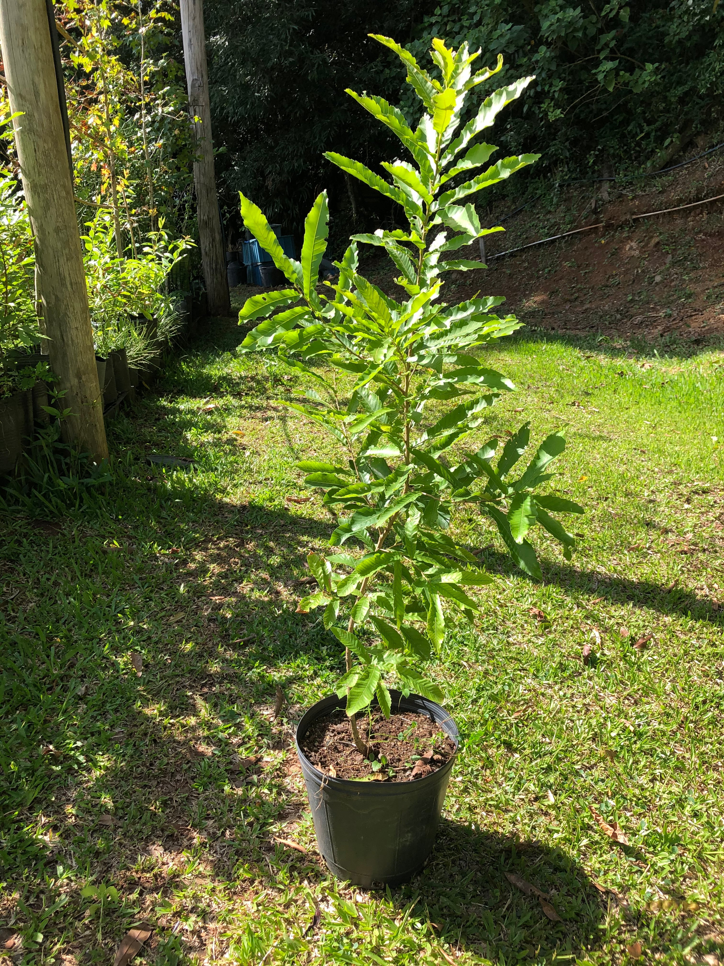 ✅CARVALHO JAPONÊS - carvalho do japão - kunugi / Quercus acutissima - 150cm á 250cm