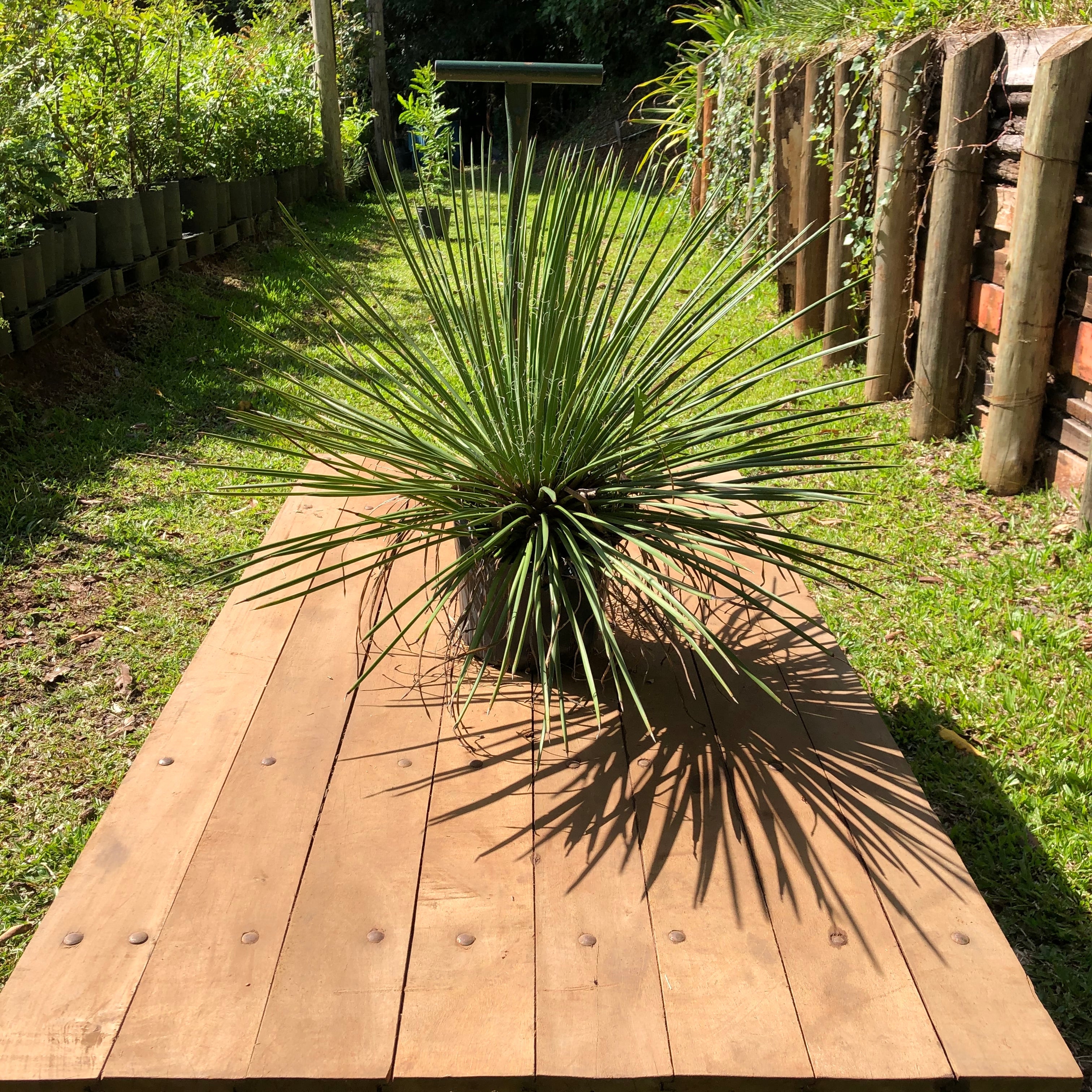 AGAVE PALITO - Gemniflora - Mudas com 25, 60 e 80 cm de altura