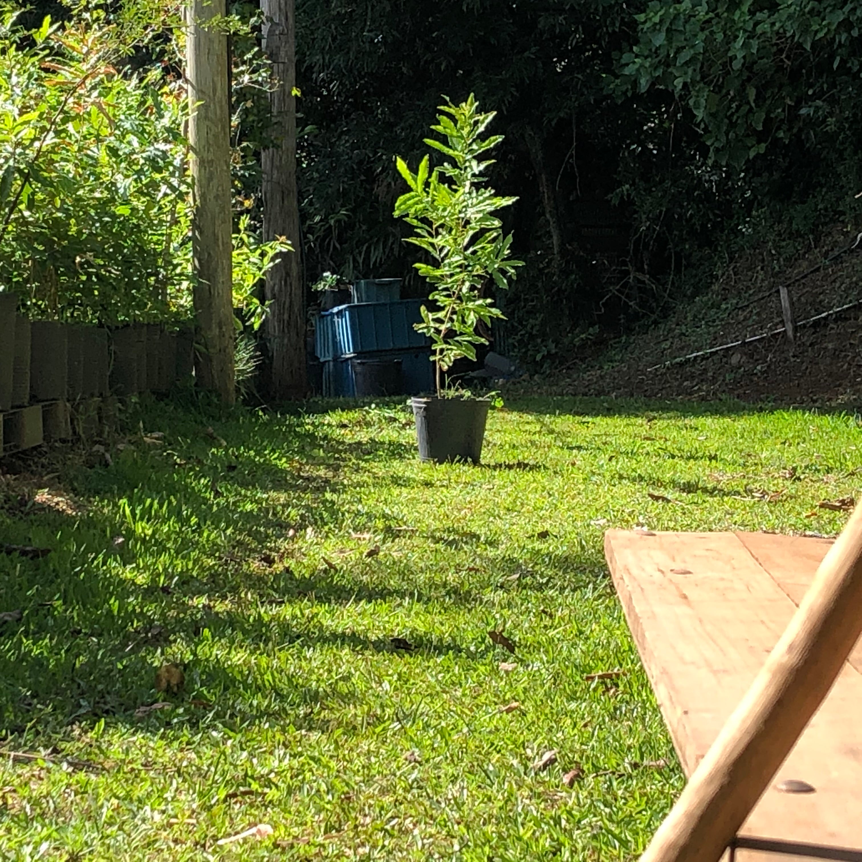✅CARVALHO JAPONÊS - carvalho do japão - kunugi / Quercus acutissima - 150cm á 250cm