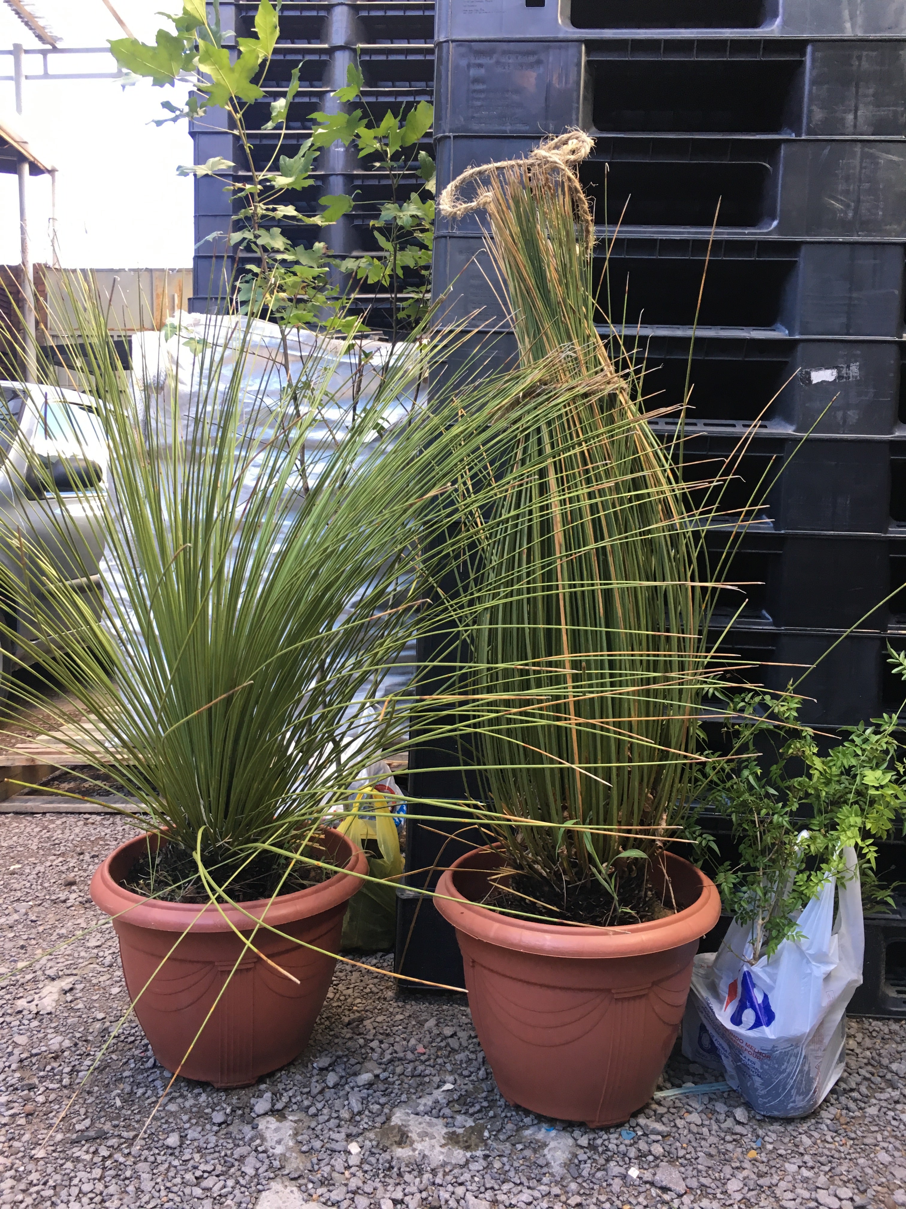 ✅DASILÍRIO -  árvore de grama mexicana - dasilírio sem espinho / DASYLIRION LONGISSIMUM - Mudas com 0,75m a 1,30m