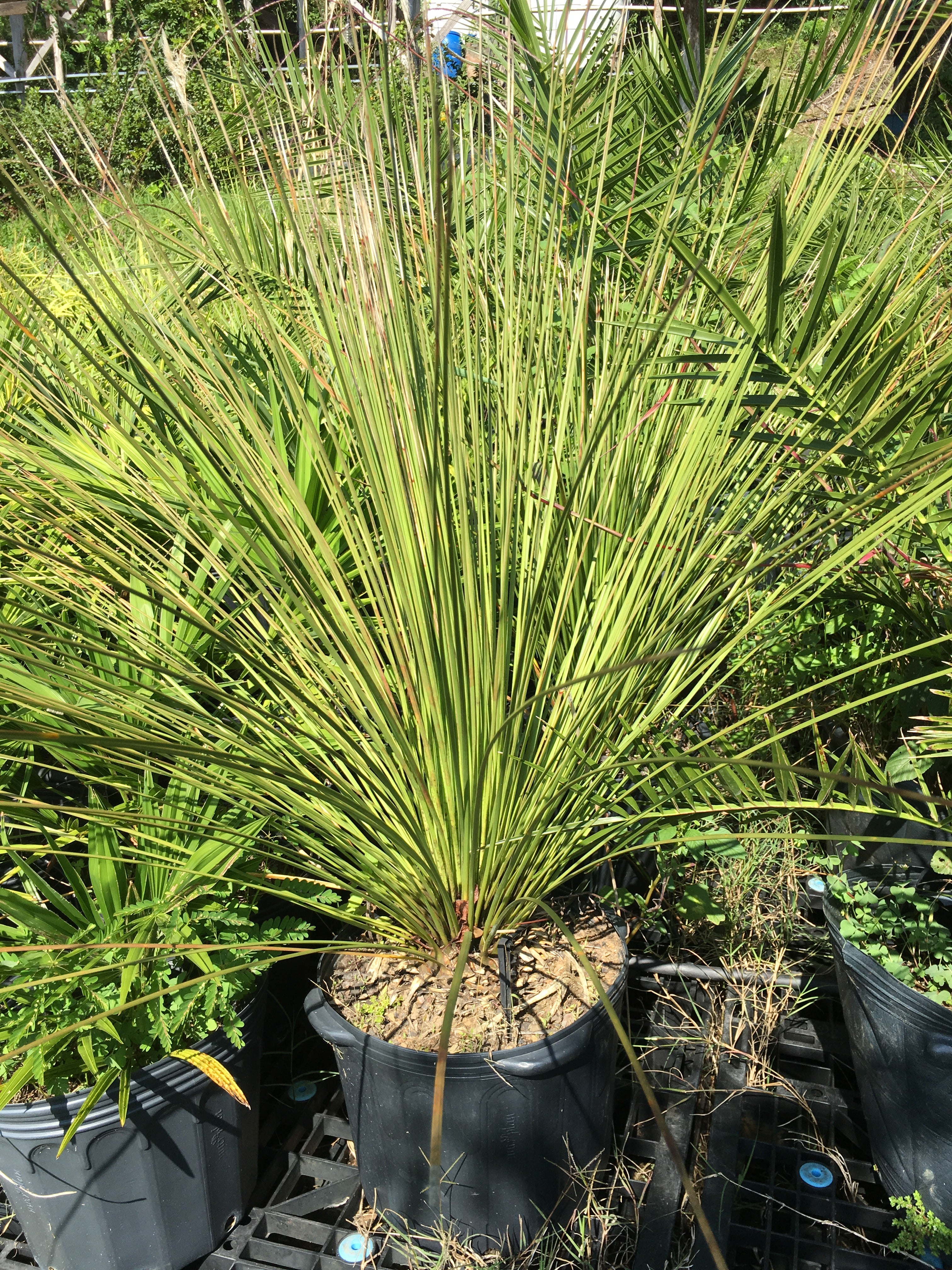 ✅DASILÍRIO -  árvore de grama mexicana - dasilírio sem espinho / DASYLIRION LONGISSIMUM - Mudas com 0,75m a 1,30m