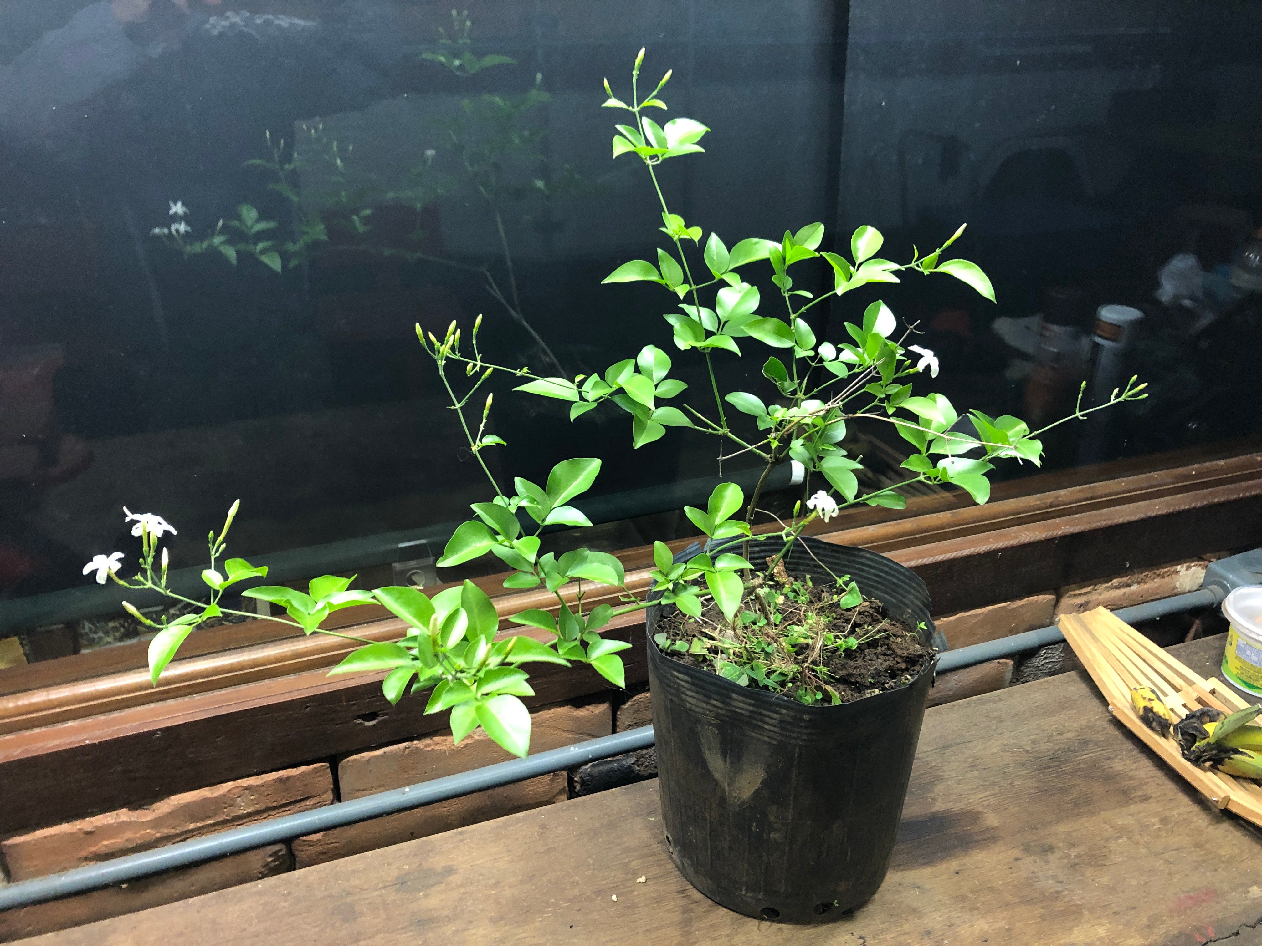 ✅JASMIN DOS POETAS - Jasminum - jasmim-de-inverno - jasmim-rosa / Jasminum polyanthum - Mudas de 50cm