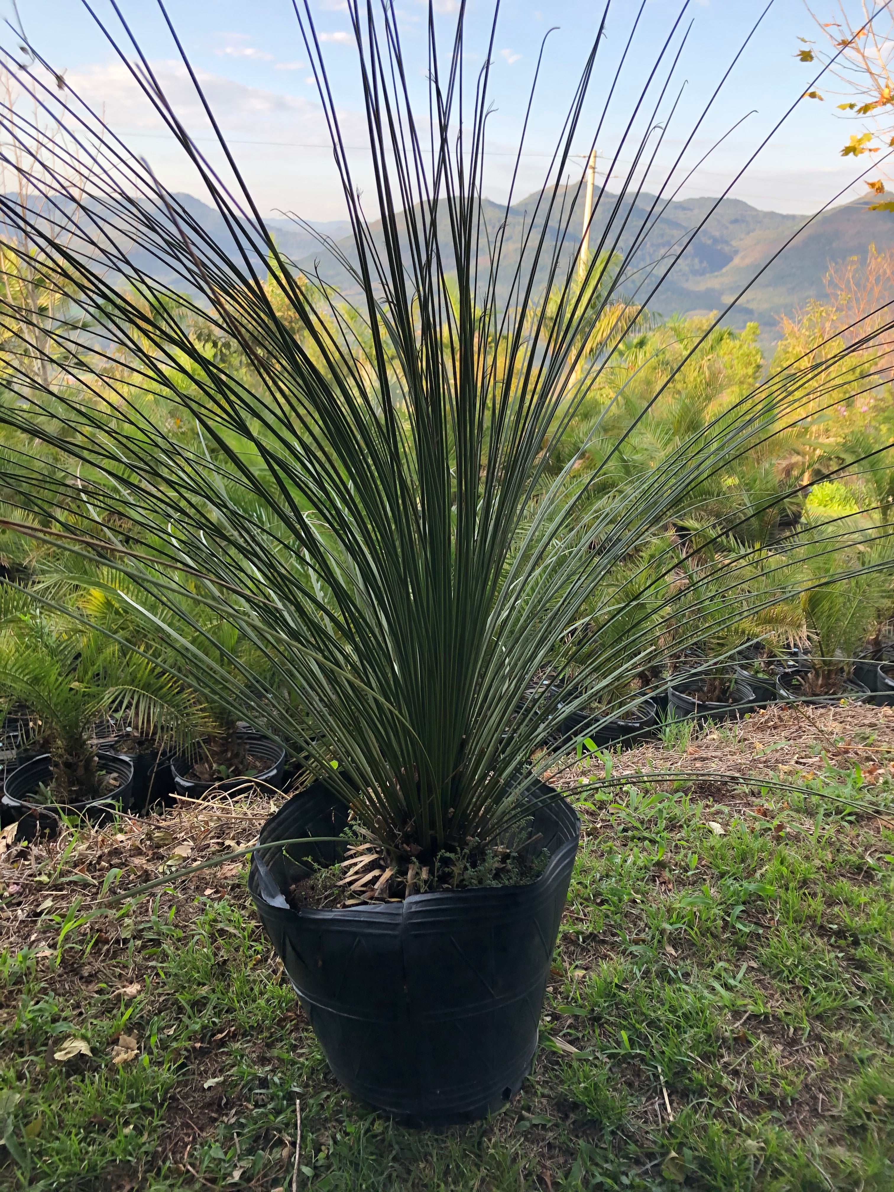 ✅DASILÍRIO -  árvore de grama mexicana - dasilírio sem espinho / DASYLIRION LONGISSIMUM - Mudas com 0,75m a 1,30m